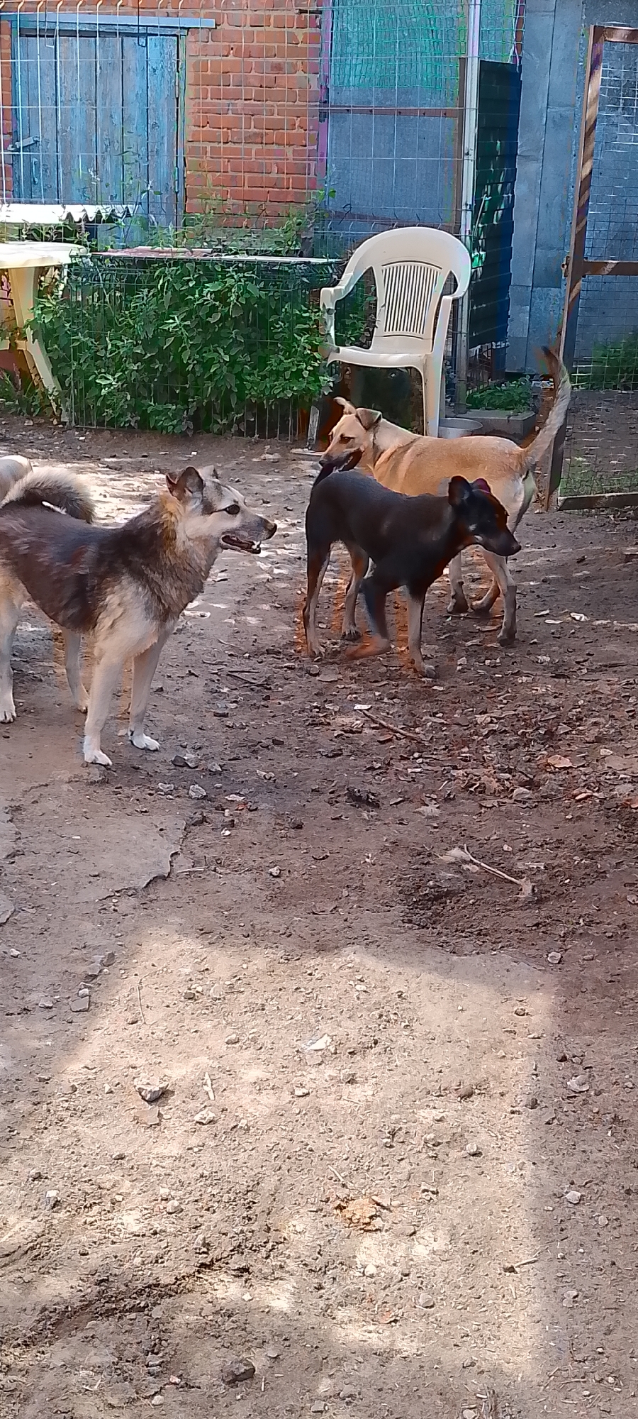 This image depicts a backyard scene featuring three dogs and a white plastic chair. The ground is a mix of dirt and scattered debris, possibly including leaves and small stones. In the background, there is a brick wall and a wooden fence, suggesting an outdoor enclosure. The lighting indicates it is daytime, with some shadows cast on the ground. The dogs appear to be interacting with each other, with one dog in the foreground on the left, a black dog in the middle, and a tan dog further back to the right. The overall setting suggests a domestic or animal shelter environment. There is no information in the image to suggest it is located in Belgorod, Russia.
