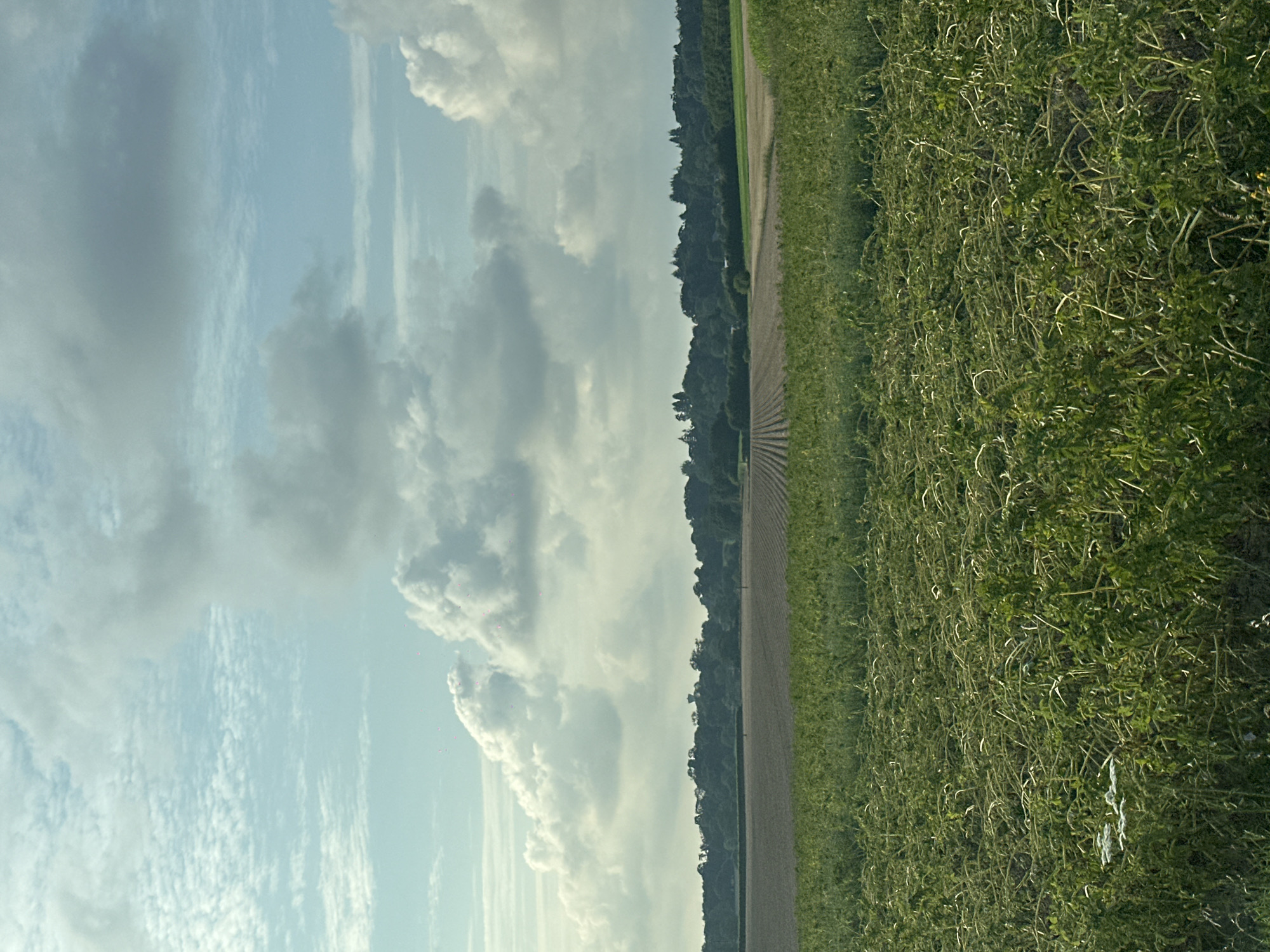 The image depicts a rural landscape with agricultural fields under a sky filled with clouds. In the foreground, a field of green crops, possibly harvested or in late growth stage, is visible with many stalks lying horizontally. Beyond this, there are more cultivated fields, some appearing bare and tilled, showing distinct rows. A treeline with dense foliage forms the middle ground, and in the distance, a water tower can be seen. The sky is a mix of blue and grey clouds, with some large, puffy white clouds dominating the upper portion. The scene suggests a daytime view in a rural setting. The provided crops are all of the same image.
