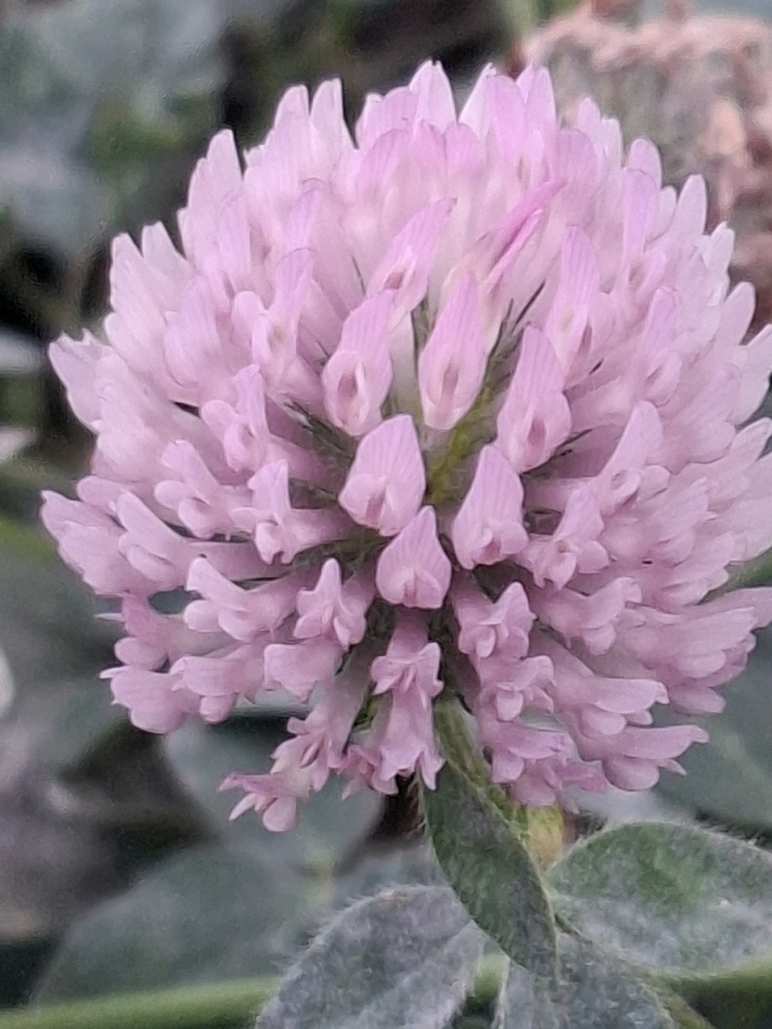 A close-up, low-angle shot focuses on a single, fuzzy, pink clover flower. The flower head is a dense sphere of small, petal-like structures, with a few individual petals extending slightly beyond the main cluster. The petals are a soft, pale pink, with some darker pink accents visible in the center of the bloom. The stem is green and somewhat fuzzy, with several large, soft green leaves visible below the flower. The background is out of focus, with muted greens and browns suggesting foliage and possibly other plants. The lighting appears to be natural and diffused, creating a soft, somewhat dreamy effect. There are no people or animals present. The image does not contain any specific landmarks or indicators to place it within the city of Almaty, Kazakhstan.