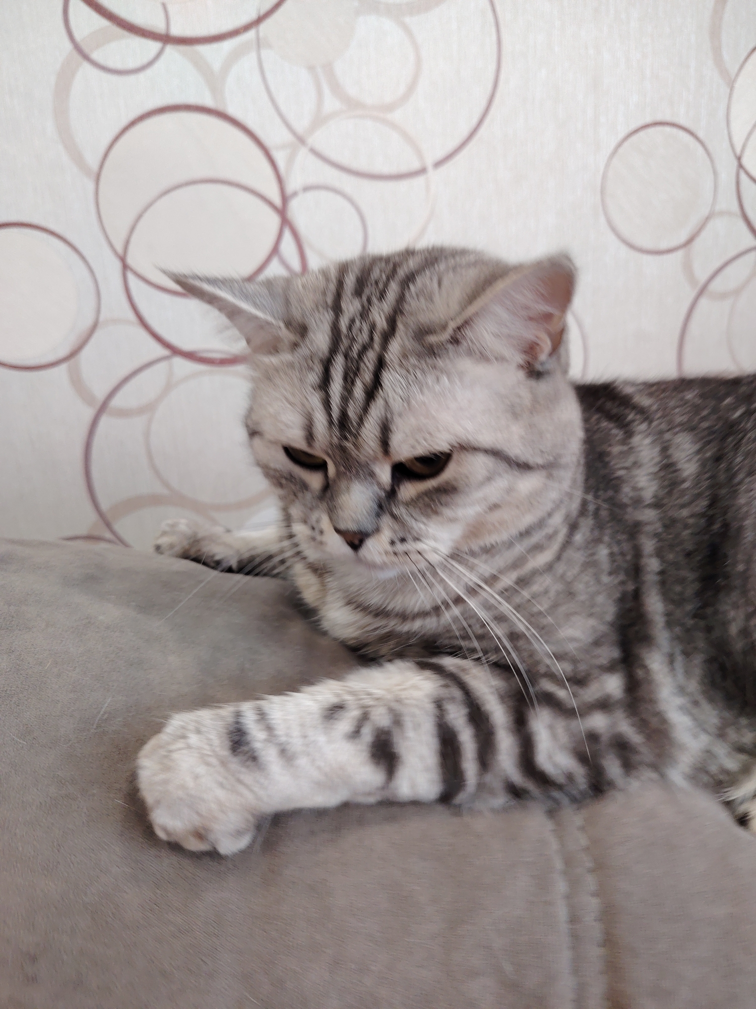 A gray tabby cat is resting on a gray upholstered surface. The cat's head is angled downward, and its right paw is extended. The background is a wall with a pattern of interconnected circles in beige and brown tones. The location appears to be indoors, but the specific city and region are unknown.