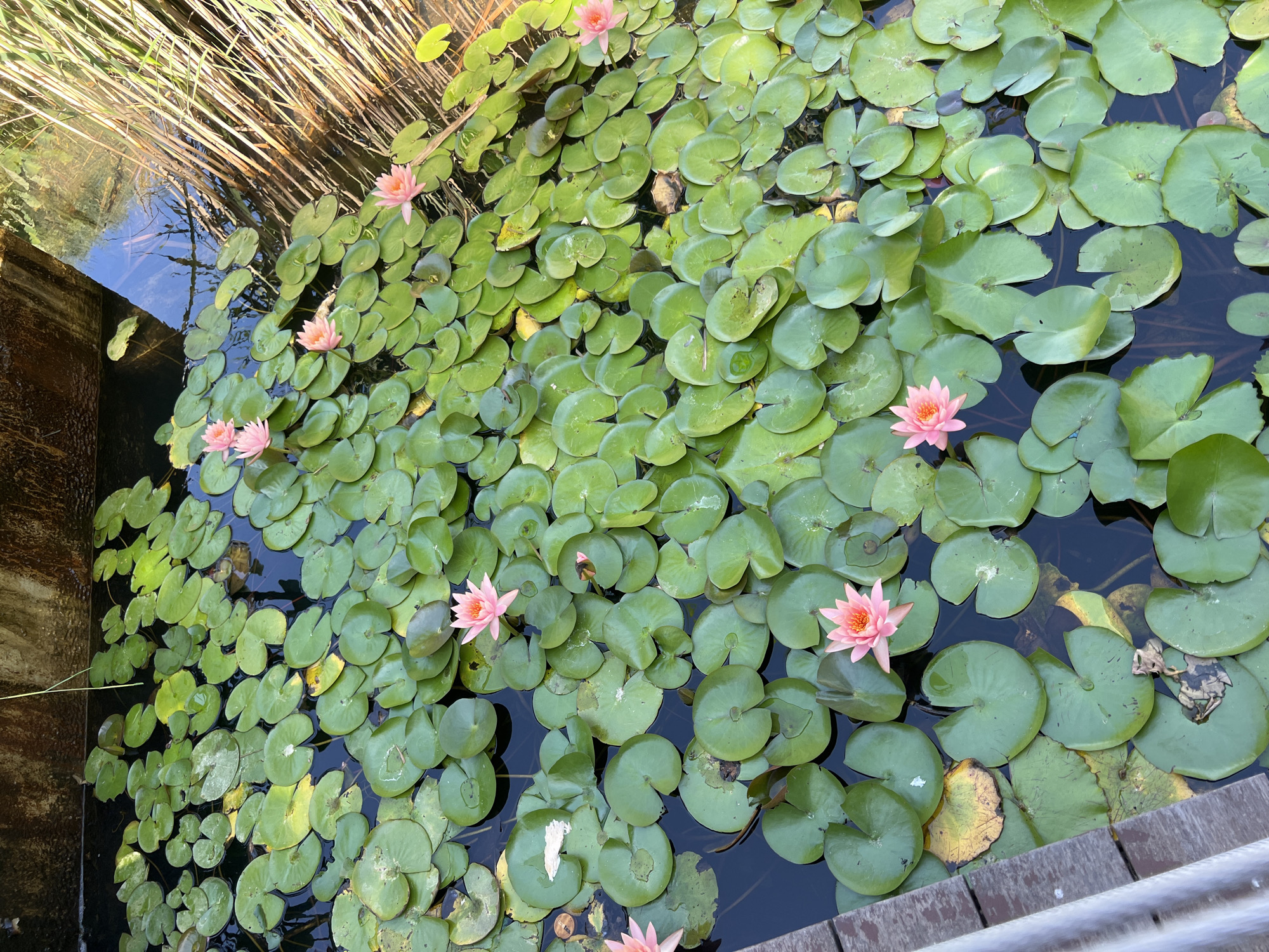 This image shows a pond filled with lily pads and pink water lilies. There are reeds growing on the right side of the pond, and a concrete structure along the top edge. A wooden walkway is visible on the left side of the image. The scene is located in the city of Kiryat Bialik, Israel.
