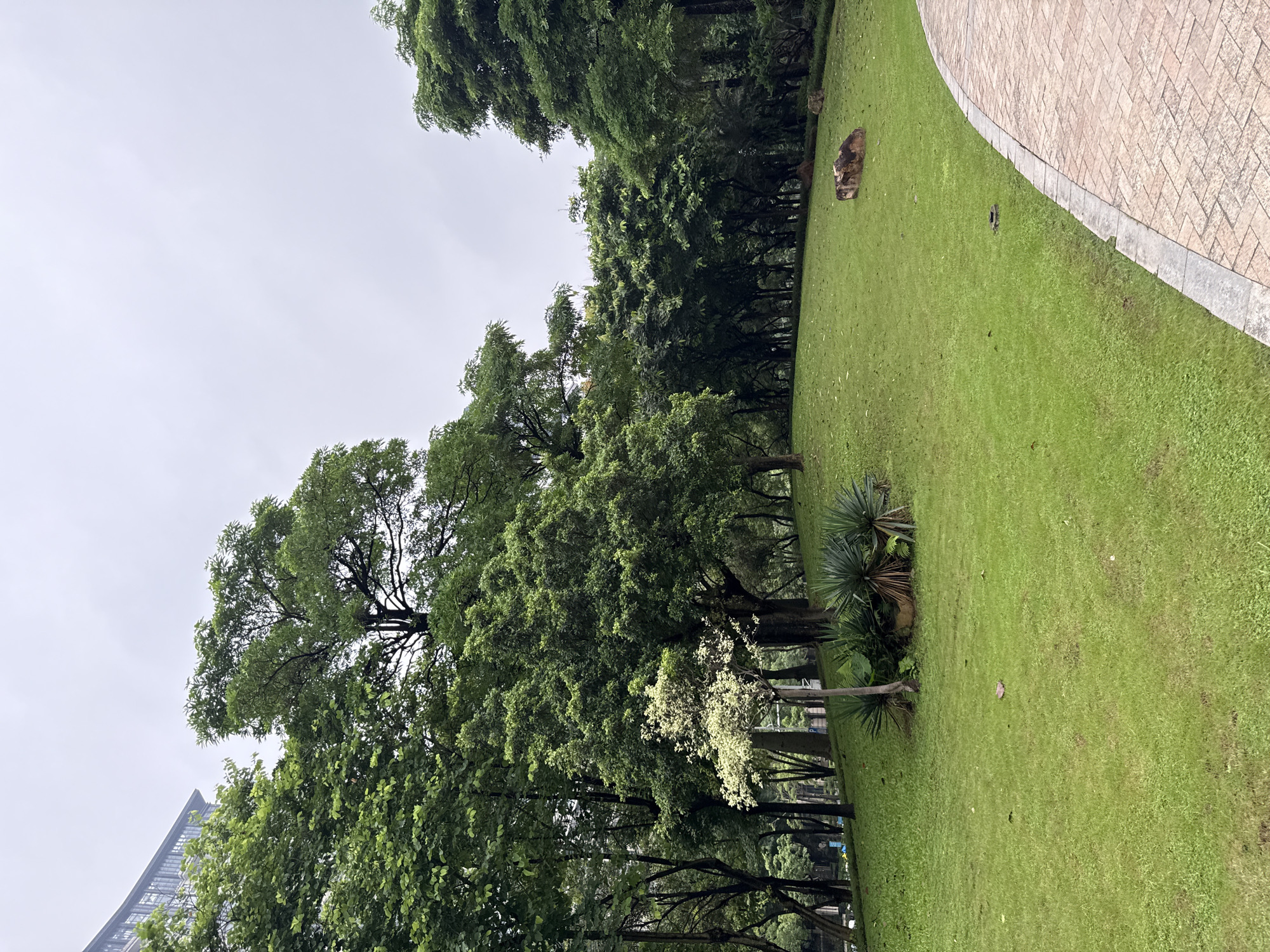 The image depicts a park area in Haizhu District, China. A paved walkway curves into the foreground from the right. Beyond the walkway is a gently sloping lawn, covered in green grass. Several large, lush green trees form a dense background across the upper portion of the image. In the mid-ground, a small tree with lighter green and white foliage stands out. Two spiky, yucca-like plants are situated to the left of this tree, along with some rocks and foliage. A large building with a glass facade is visible on the far left, peeking out from behind the trees. The sky is overcast and light gray. There are no people visible in the image.
