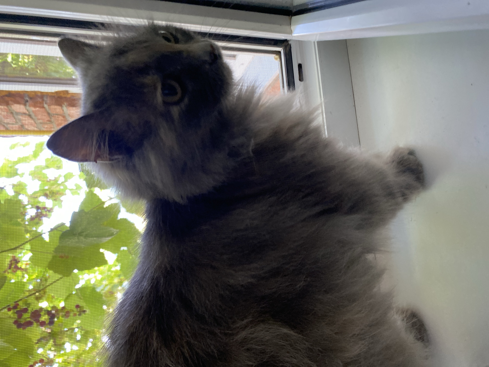 A medium-shot, eye-level, outdoor-lit, vertical photograph depicts a long-haired gray cat standing on a white windowsill. The cat is positioned on the left side of the frame, facing right, with its head turned to gaze out of a window. The window has a screen, behind which greenery, possibly leaves and berries, is visible, suggesting it is daytime and the location is outdoors. The cat has tufts of gray fur around its ears and a fluffy tail. The window frame is white, and a brick wall is partially visible through the screen. The background is blurred, but appears to be foliage. The scene is likely from a residential setting in Kushchovskaya, Russia, given the context provided.