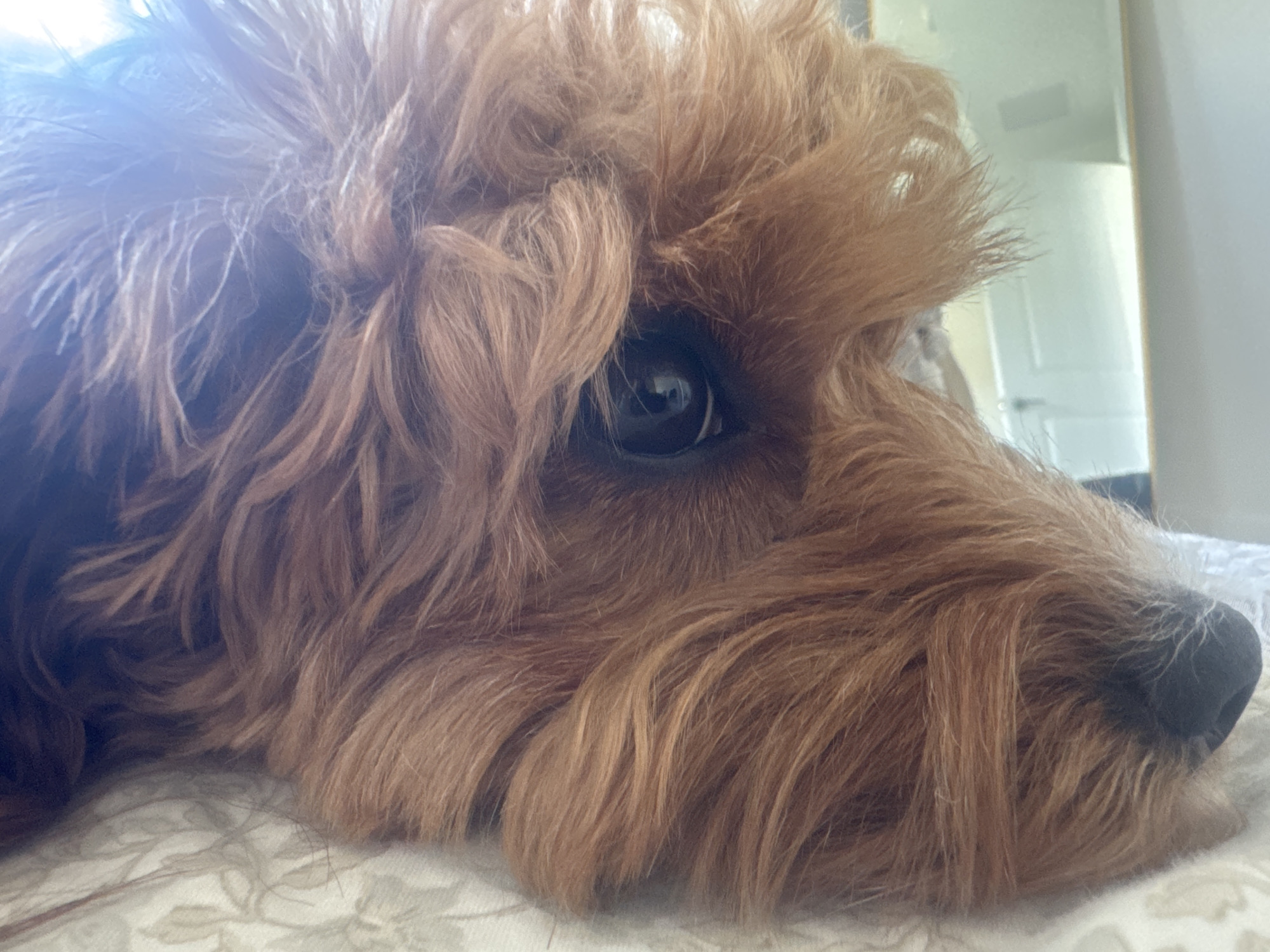 A close-up, eye-level shot depicts the head of a light brown, curly-haired dog lying on a textured, white surface. The dog's eye, with a dark pupil, is prominently visible amidst the fur. The snout and nose are black and slightly out of focus. The background is blurred, but a white door is discernible, suggesting an indoor setting. There is no information to suggest the location of the scene is in the city of Boca Raton, United States of America.