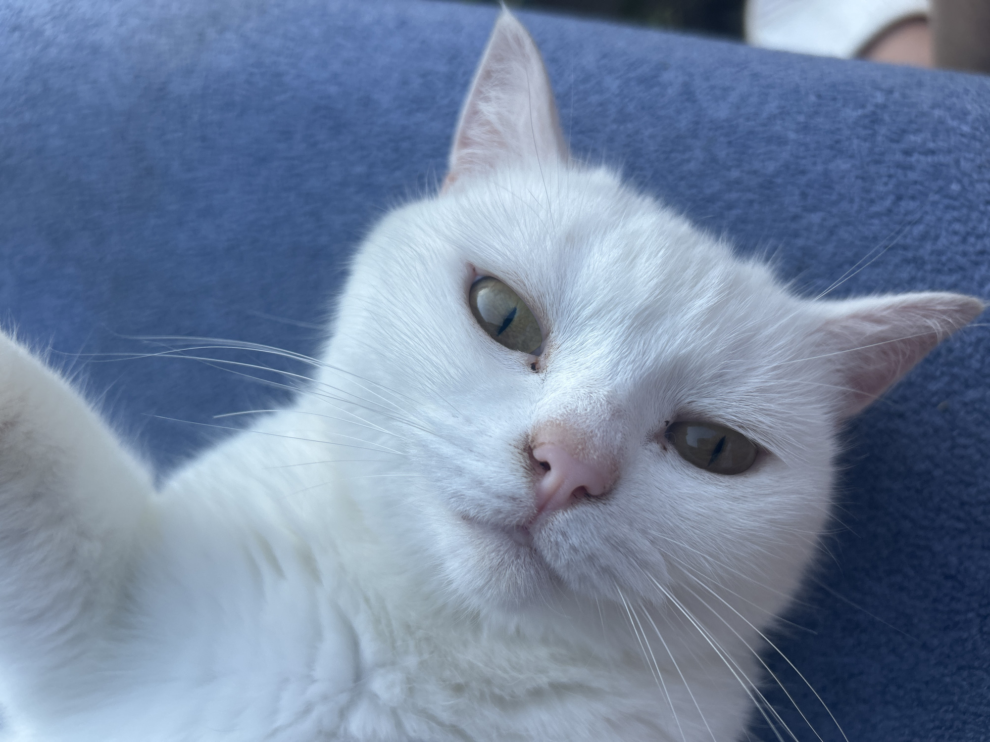 The image is a close-up, selfie-style shot of a white cat with green eyes and a pink nose, resting on a blue, textured surface, likely a blanket or piece of furniture. The cat's head is tilted slightly, and its gaze is directed towards the camera. The background is blurred, but suggests an outdoor setting with some greenery visible at the top right. The lighting appears to be natural, indicating daytime. The cat's expression is relaxed, with its eyes partially closed. The focus is on the cat's face, highlighting its soft fur, whiskers, and facial features. There is no visible text in the image. The setting is consistent with a domestic environment, possibly a garden or balcony, within the context of Chaikovsky, Russia.