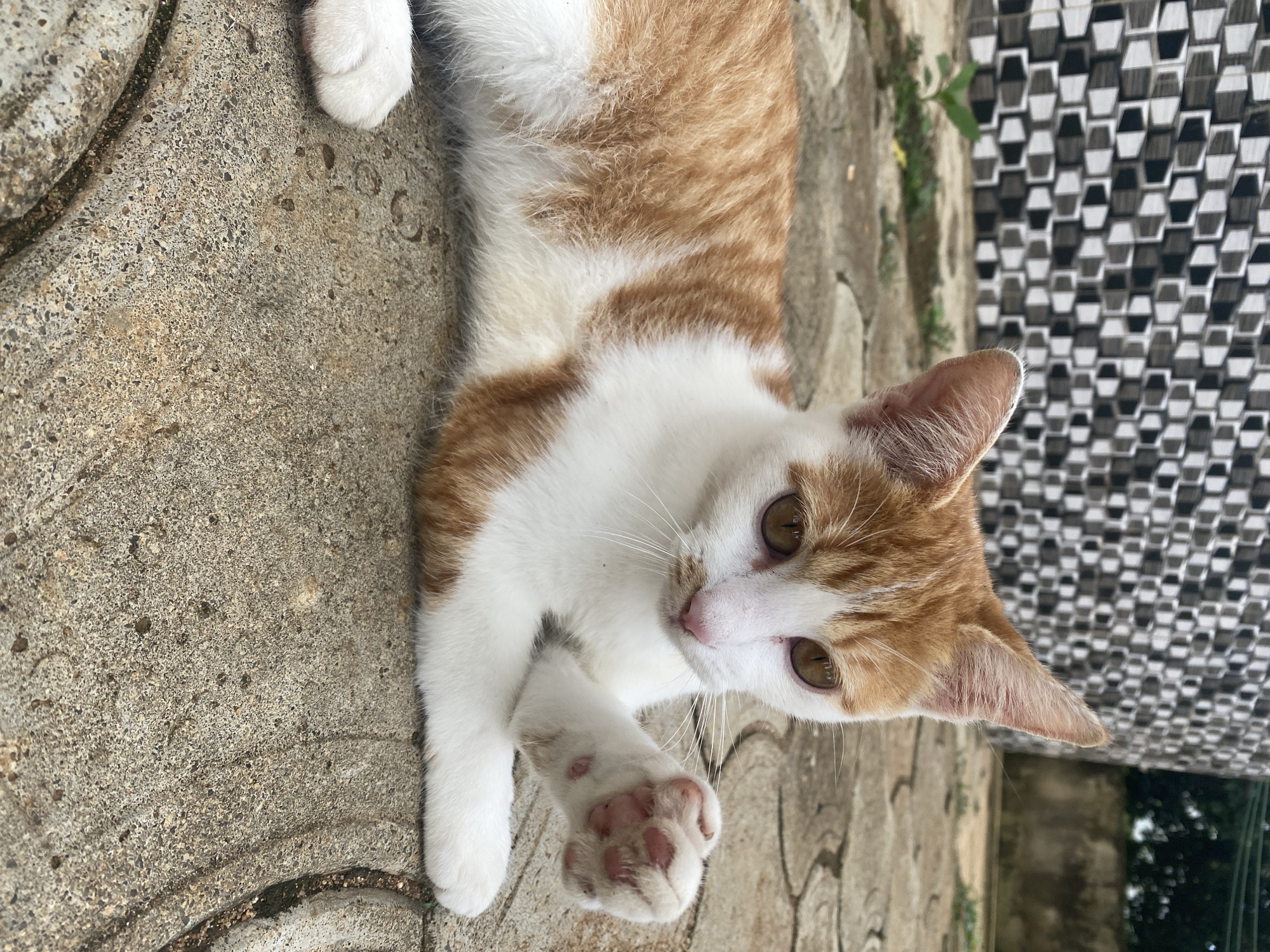 A ginger and white cat is lying on a paved surface in what appears to be an outdoor area. The cat is facing the camera and has its front right paw raised. In the background, a wall with a patterned design is visible. The paved surface is made of interlocking stone-like material. The environment suggests a residential or public space in Maigizo, Nigeria. The lighting indicates it is daytime.