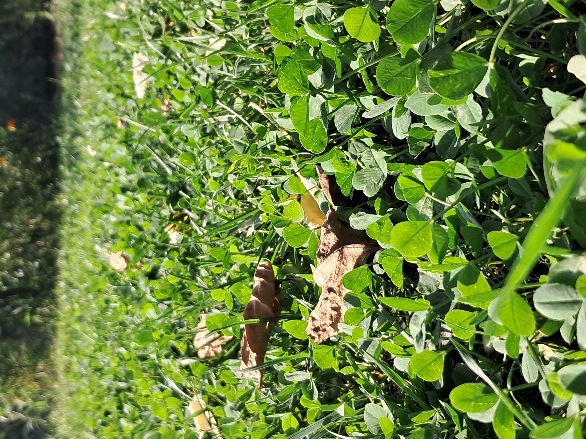 This image depicts a close-up view of a grassy area with clover and fallen leaves. The scene is illuminated by natural sunlight, casting shadows and highlighting the textures of the leaves and grass. The background is blurred, suggesting a shallow depth of field, and shows a hint of trees and foliage. There are no people or animals visible in the frame, and no actions or interactions are taking place. The environment appears to be an outdoor space, possibly a park or garden. The location in Ivanivka, Ukraine, is not visually identifiable within the image itself.