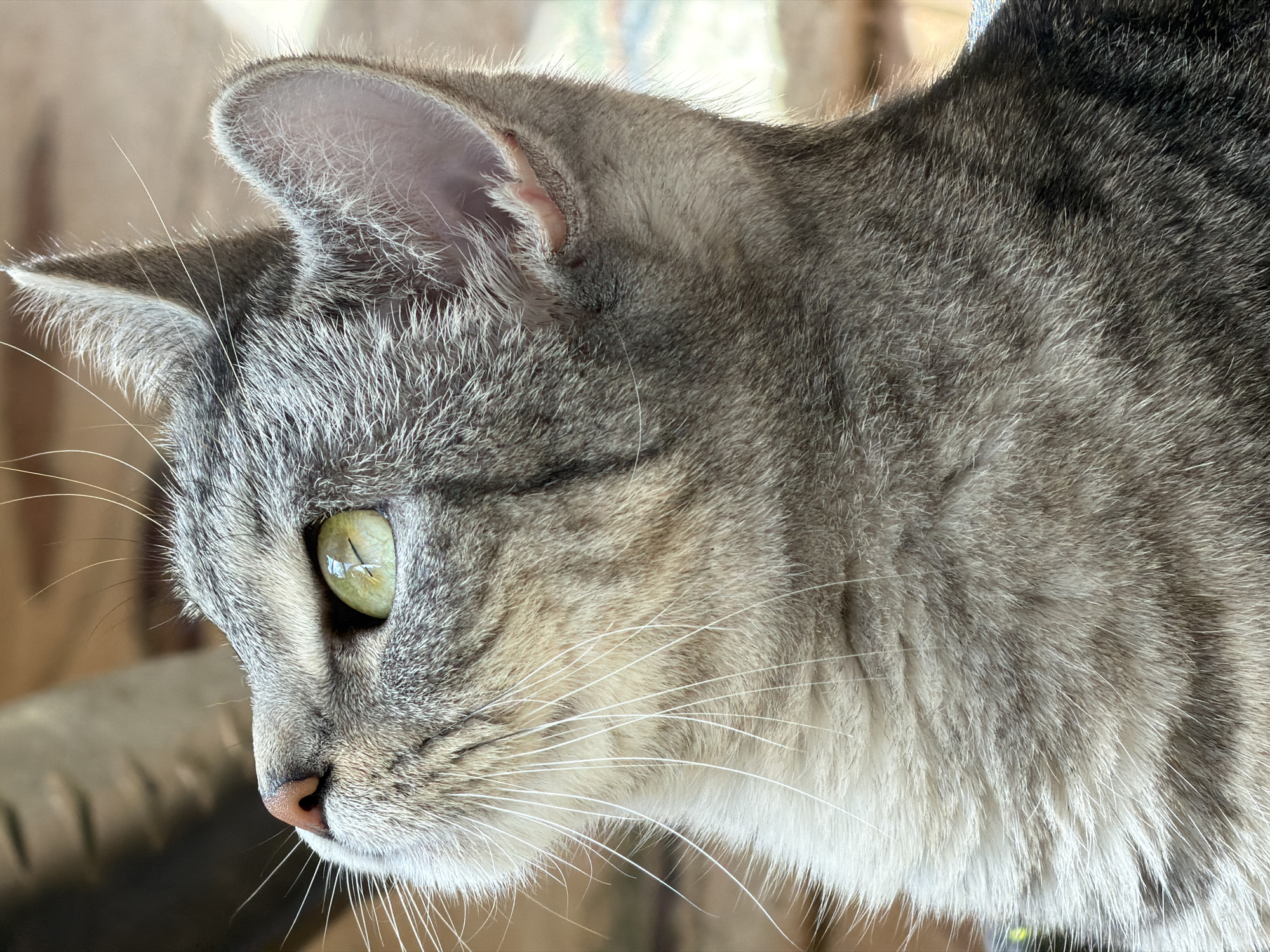 A close-up, profile view of a grey tabby cat's head and upper body is presented, looking upwards and to the left. The cat has striking green eyes with visible pupils, a pink nose, and prominent white whiskers. Its fur exhibits the characteristic tabby markings of alternating dark grey and lighter grey/tan stripes. The background is blurred, but suggests an outdoor or well-lit indoor environment with hints of natural materials like wood and possibly some patterned flooring or fabric. There are no people, vehicles, or specific landmarks visible that would indicate a location in Ulyanovsk, Russia. The image is a still, focused shot of the feline subject.