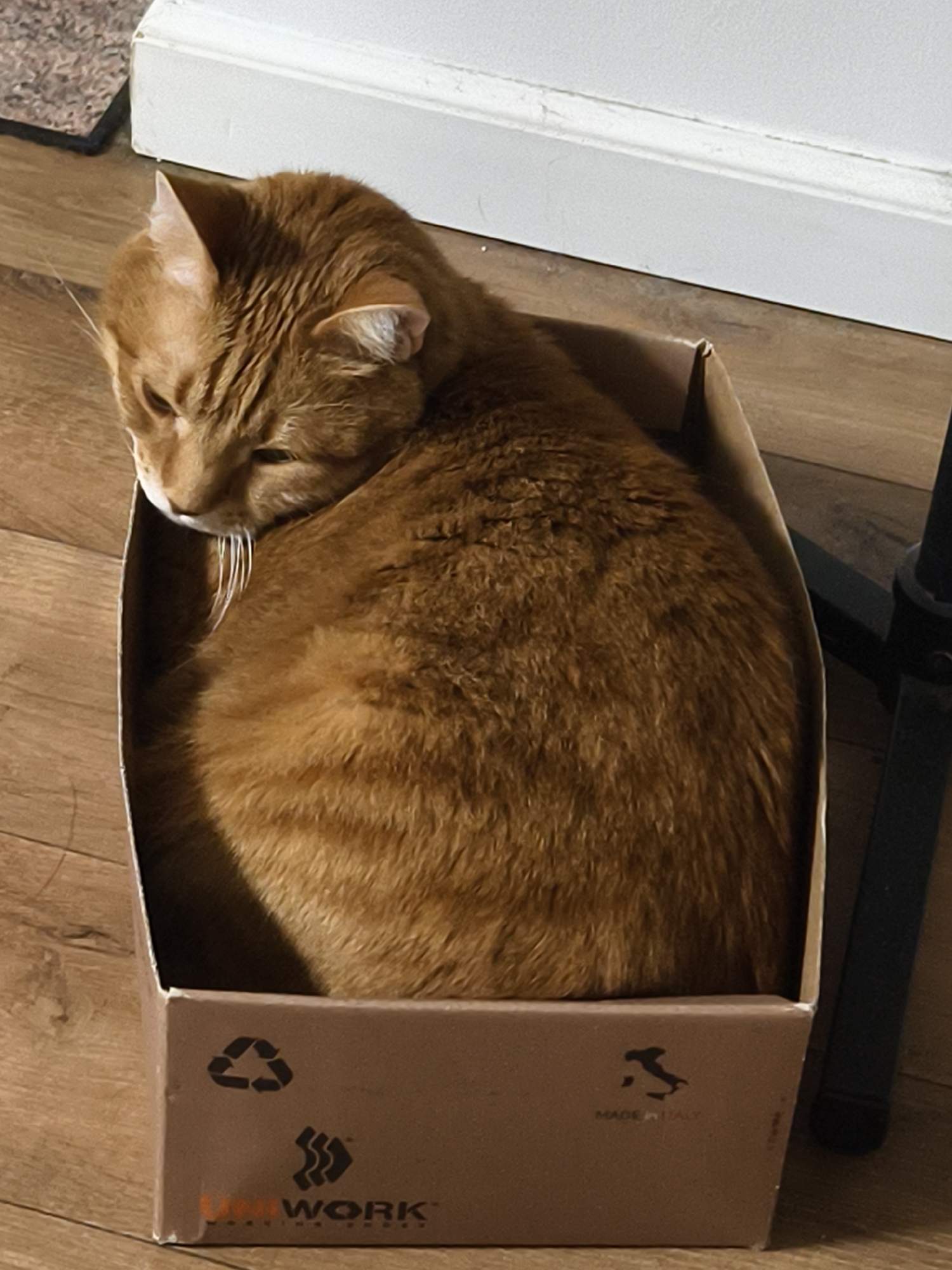 An orange tabby cat is curled up in a cardboard box. The box is brown with the word "WORK" printed on the bottom left and a recycling symbol above it. On the right side of the box is a logo with the words "MADE ITALY" underneath. The box sits on a light brown wooden floor. In the background, there is a white wall and a black metal object, possibly a chair leg. The location is not discernible from the image, making it impossible to verify the Petah Tikva, Israel claim.