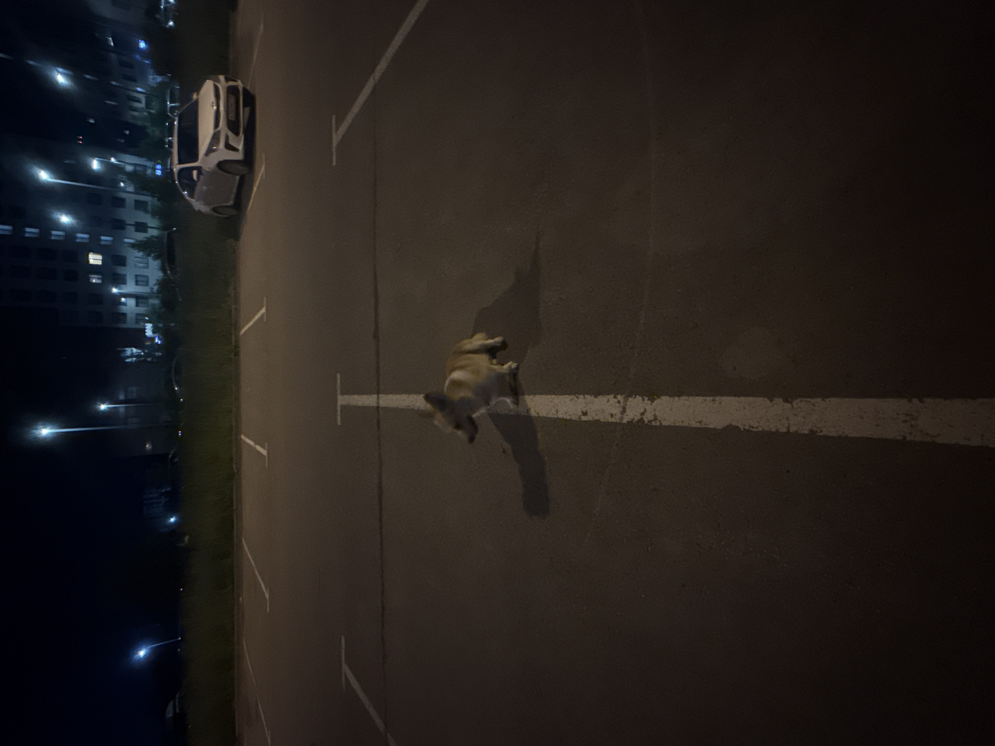At nighttime in a parking lot, a small dog stands near the center line of a parking space. The dog is light brown and white with pointed ears. It is facing to the left of the frame, with its head lowered. In the background, a white car is parked in a space to the right. Beyond the parking lot, a grassy area is visible, and behind that, a dark building with illuminated windows. Streetlights are also present, casting a dim glow on the scene. The parking lot is paved with asphalt, and white lines demarcate the parking spaces. The overall scene suggests a quiet, dimly lit urban environment. This image was taken in the city of Perm, Russia.