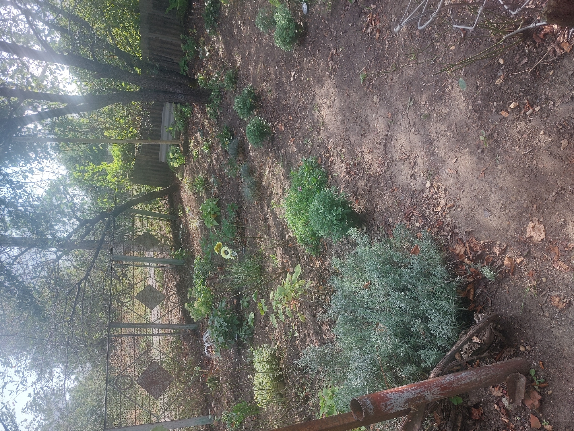 The image depicts an outdoor scene in what appears to be a backyard or garden area in Gazyr, Russia. The foreground is dominated by dry, brown soil with scattered fallen leaves and some small green plants. A large, silvery-green bushy plant, possibly lavender, is prominently featured in the lower left quadrant, adjacent to a rusty metal pole. Behind this plant, a more intricate metal fence with diamond-shaped patterns runs horizontally across the middle ground. Beyond the fence, the ground is covered with various plants, including some with lighter green foliage and a single yellow flower on a slender stem. Trees with dark bark and thin branches are visible throughout the midground and background, with sunlight filtering through their leaves, creating dappled light on the ground. In the distance, a corrugated metal fence or structure is partially visible. The overall impression is of a somewhat unkempt but established garden space. No people are present in the image.