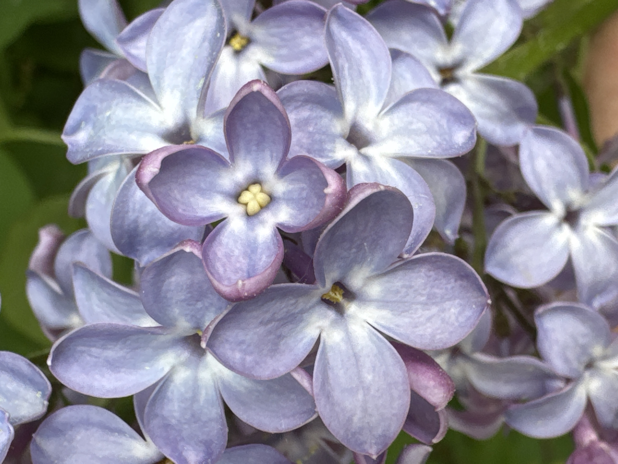 This close-up, macro photograph captures a cluster of delicate lilac flowers. The main subjects are numerous individual lilac florets, primarily in shades of light purple and lavender, with some petals exhibiting slightly darker purple edges. Each floret features four distinct petals radiating from a small, bright yellow center.
The flowers are densely packed, showcasing the intricate structure of a lilac bloom. The background is softly blurred into varying shades of green, suggesting foliage and providing a shallow depth of field that emphasizes the flowers. The lighting appears natural and bright, indicating daylight conditions. There is no specific activity or event taking place, as the image focuses on the static beauty of the blossoms. No people or visible text are present in the frame. The scene is located in Ozerki (Krasnodolinskaya), Russia.