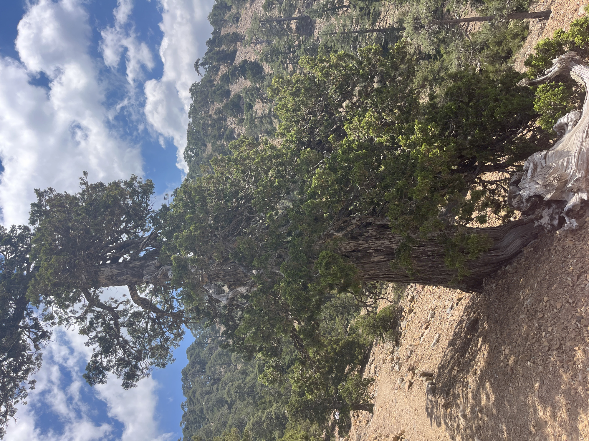 The image depicts an old, gnarled cypress tree on a rocky, sun-drenched hillside in Prodromos, Cyprus. The tree has a thick, textured trunk with exposed roots and branches covered in dark green foliage. The ground is a mix of reddish-brown soil and scattered rocks. In the background, a dense forest of coniferous trees covers the undulating slopes of the mountain. The sky above is a vibrant blue with scattered white, fluffy clouds, suggesting a clear, sunny day. The scene appears to be a natural landscape, likely in a mountainous or forested area. There are no people or visible signs of human activity in the immediate vicinity of the tree, though a faint white object is visible on the ground to the left of the tree. The overall impression is one of rugged natural beauty and a sense of timelessness attributed to the ancient tree.