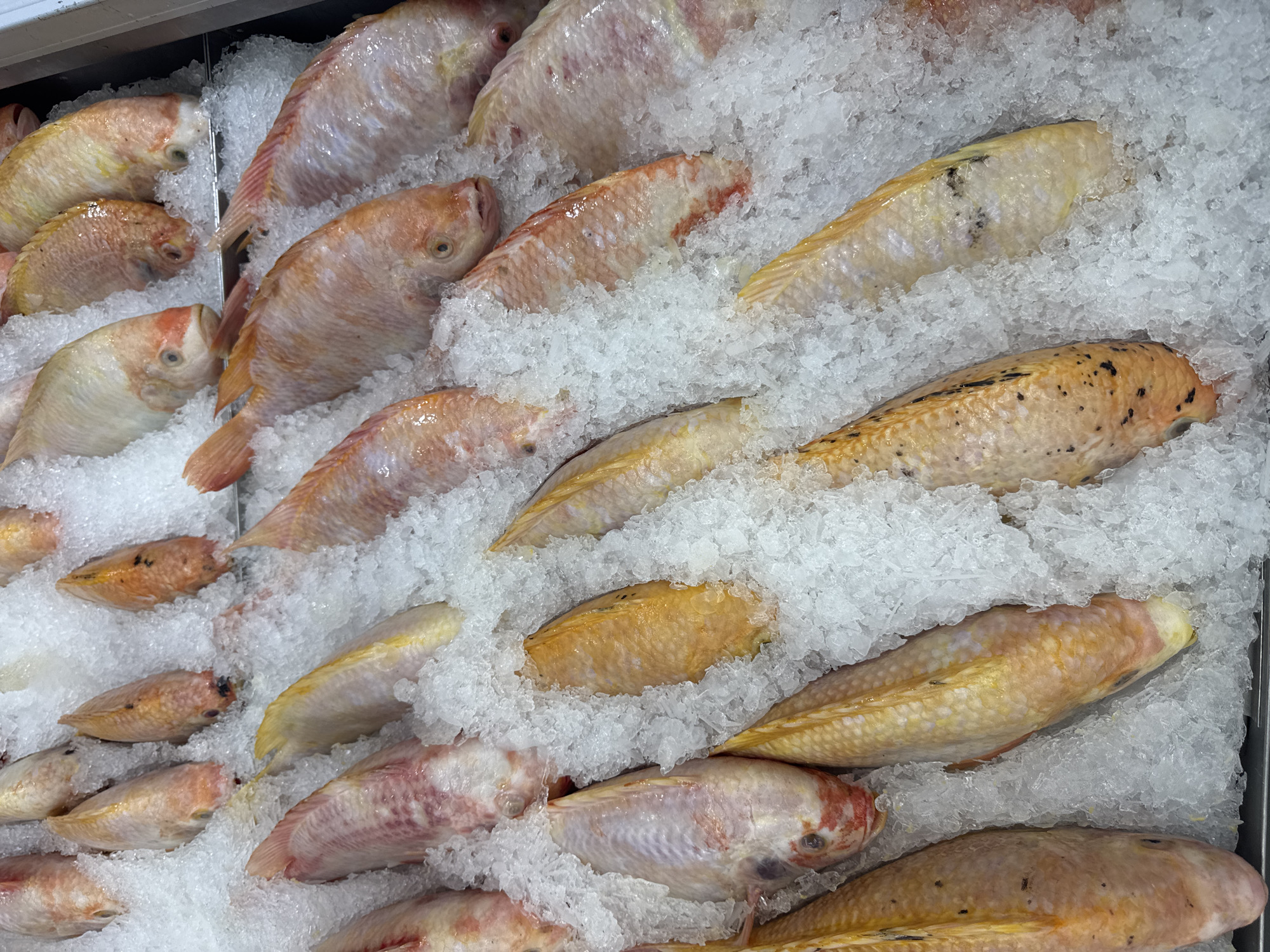 The image presents a top-down view of a refrigerated display case in what appears to be a market or supermarket in Bangkok, Thailand. The primary subjects are numerous whole fish, meticulously arranged and embedded in a bed of crushed ice.
The fish display two distinct color patterns. Many are a vibrant reddish-pink, commonly associated with species like Red Tilapia, featuring scales with subtle iridescent qualities. Interspersed among these are fish with a paler, yellowish-white to light orange coloration, often speckled with dark, irregular spots or blotches. These variations suggest different types or breeds of fish, possibly different varieties of Tilapia, common in freshwater markets.
The crushed ice completely covers the base of the display and is packed around and over the fish, indicating that they are being kept fresh for sale. The fish appear to be in good condition, showing no signs of decay. The lighting is bright and even, typical of an indoor retail environment. There is no visible text or any people in the frame. The scene conveys the activity of fresh fish being presented for purchase.