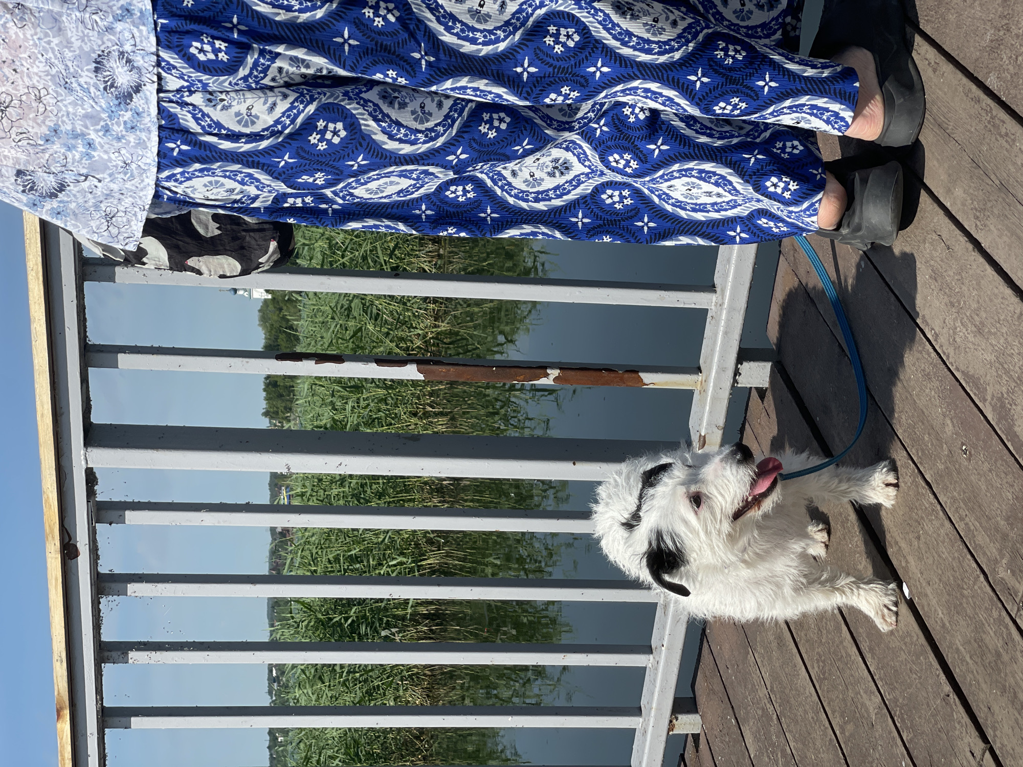 A white dog with black markings on its ears and head stands on a wooden pier. The dog is on a blue leash. A person wearing a blue patterned skirt and a white patterned top stands to the right of the dog. The pier is next to a body of water with tall green reeds growing on the far bank. A metal railing runs along the edge of the pier. The sky is blue and clear.