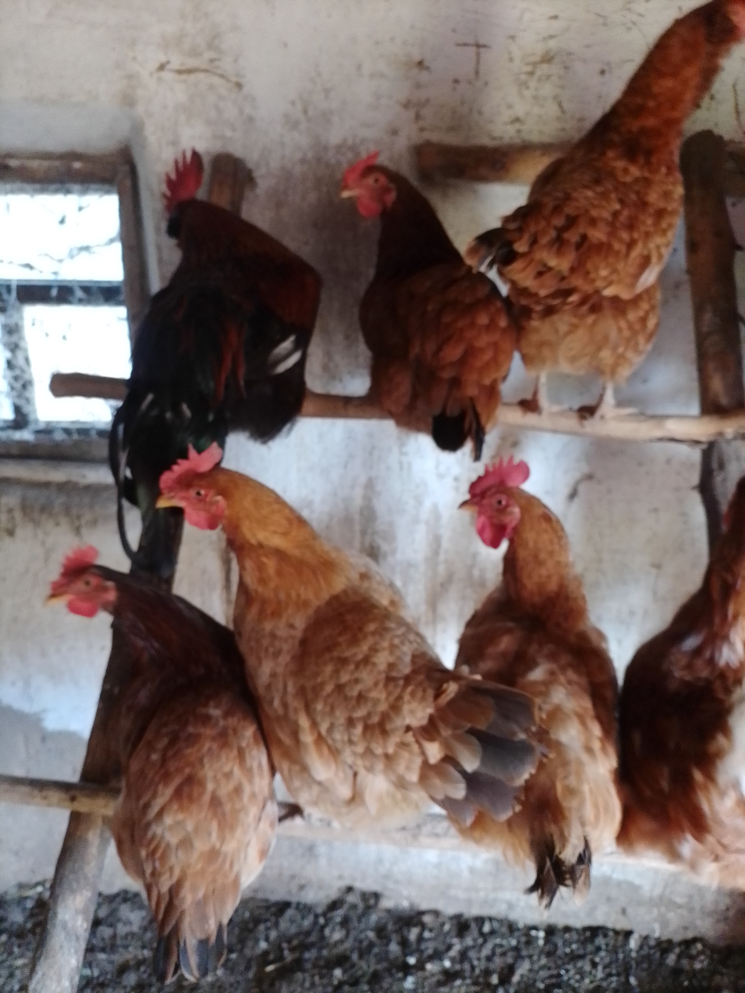 The image captures an interior view of a chicken coop or henhouse in Ustyvytsia, Ukraine, featuring a group of chickens. The scene is brightly lit, likely by natural daylight entering from a window on the upper left, which shows a blurry view of the outside.
Multiple chickens, predominantly brown and reddish-brown hens, are present. One notable subject is a rooster with black and dark red plumage and a prominent red comb, perched on a wooden beam on the upper left side of the frame. Several hens are also perched on various wooden beams and branches arranged at different heights across the coop. Some hens are looking towards the viewer, displaying their red combs and wattles, while others face away or are seen from their backs.
The setting appears rustic and functional, with rough, light-colored walls and a dark, possibly dirt or soiled bedding, floor visible at the bottom. The wooden perches are unrefined branches, contributing to the natural, farm-like environment. No specific activity beyond perching and standing is clearly depicted, suggesting a resting or observational moment. There is no visible text in the image.