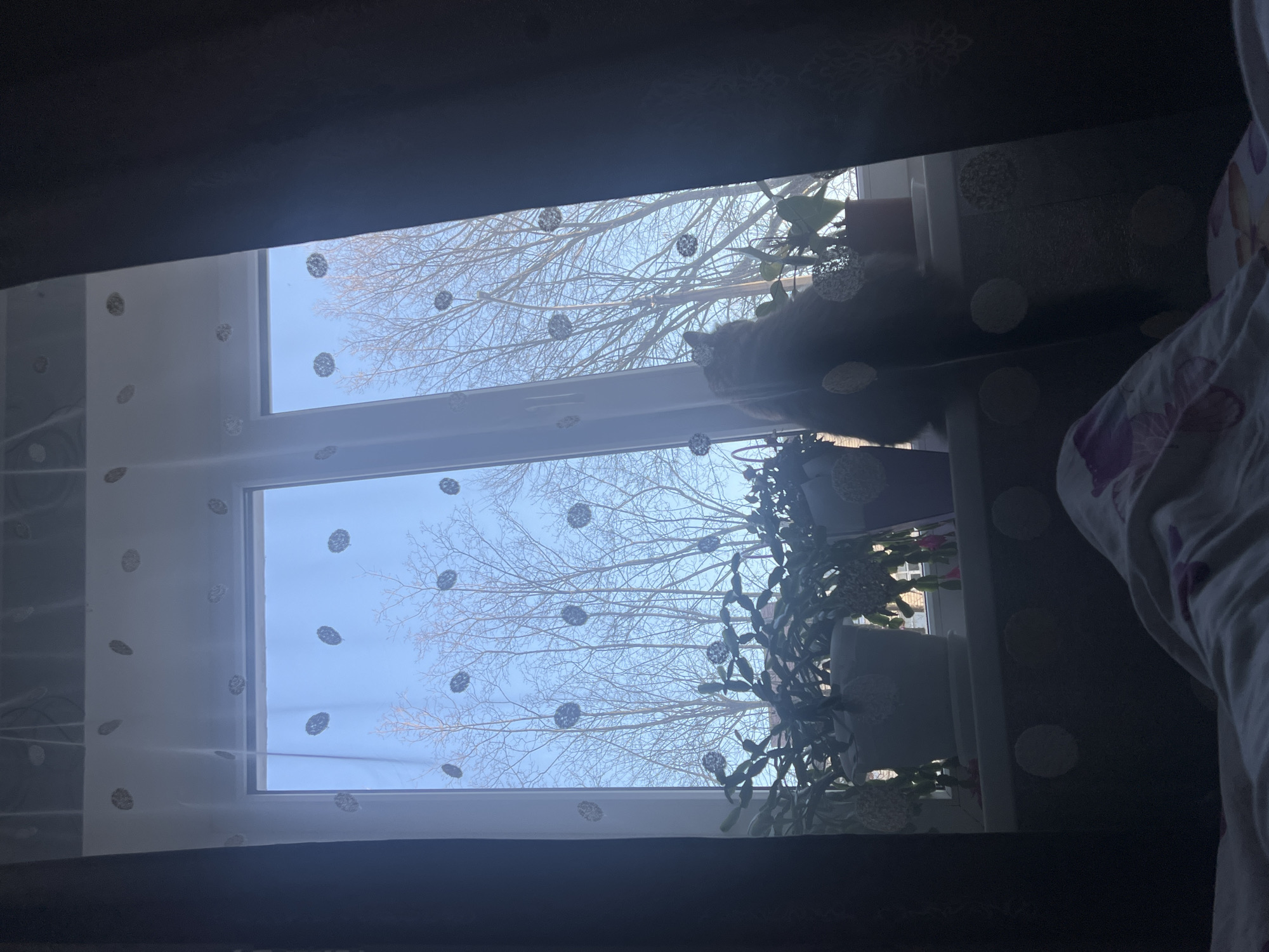 View from within a darkened room towards a window in Chaikovsky, Russia. A thin, patterned curtain hangs over the window. Outside, bare tree branches fill the view against a bright sky. A cat sits on the windowsill amid potted plants. Bedding is visible on the right side of the frame.
