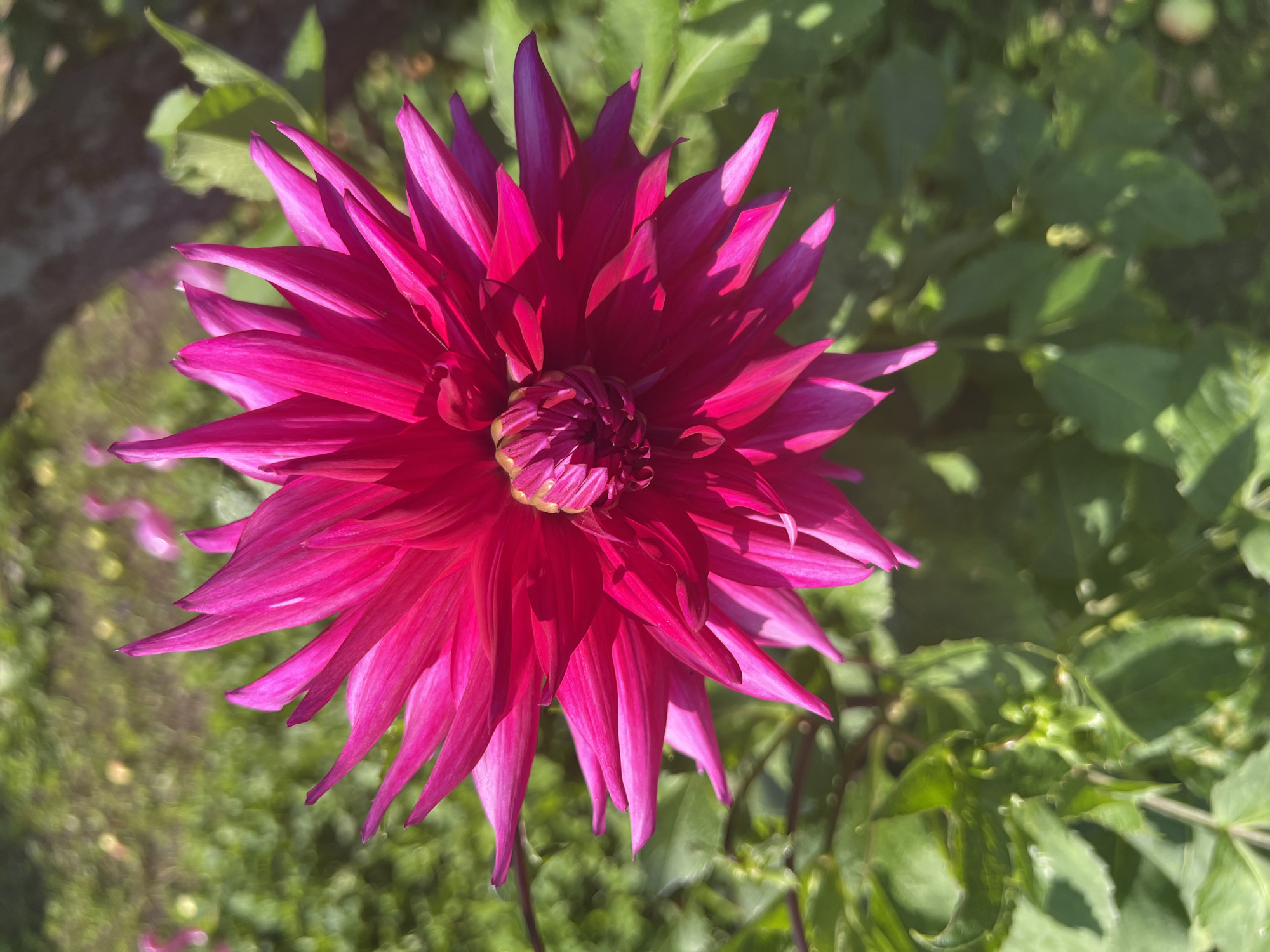 A close-up, top-down shot features a vibrant fuchsia dahlia flower in sharp focus. The flower's numerous petals are pointed and arranged in a radial pattern, creating a spiky effect. The center of the dahlia reveals tightly packed, smaller petals. The background is softly blurred, showing green foliage and hints of other indistinct flowers, suggesting an outdoor garden setting. Sunlight casts shadows and highlights on the dahlia, emphasizing its texture and color. The image lacks any indication of a specific city or location.