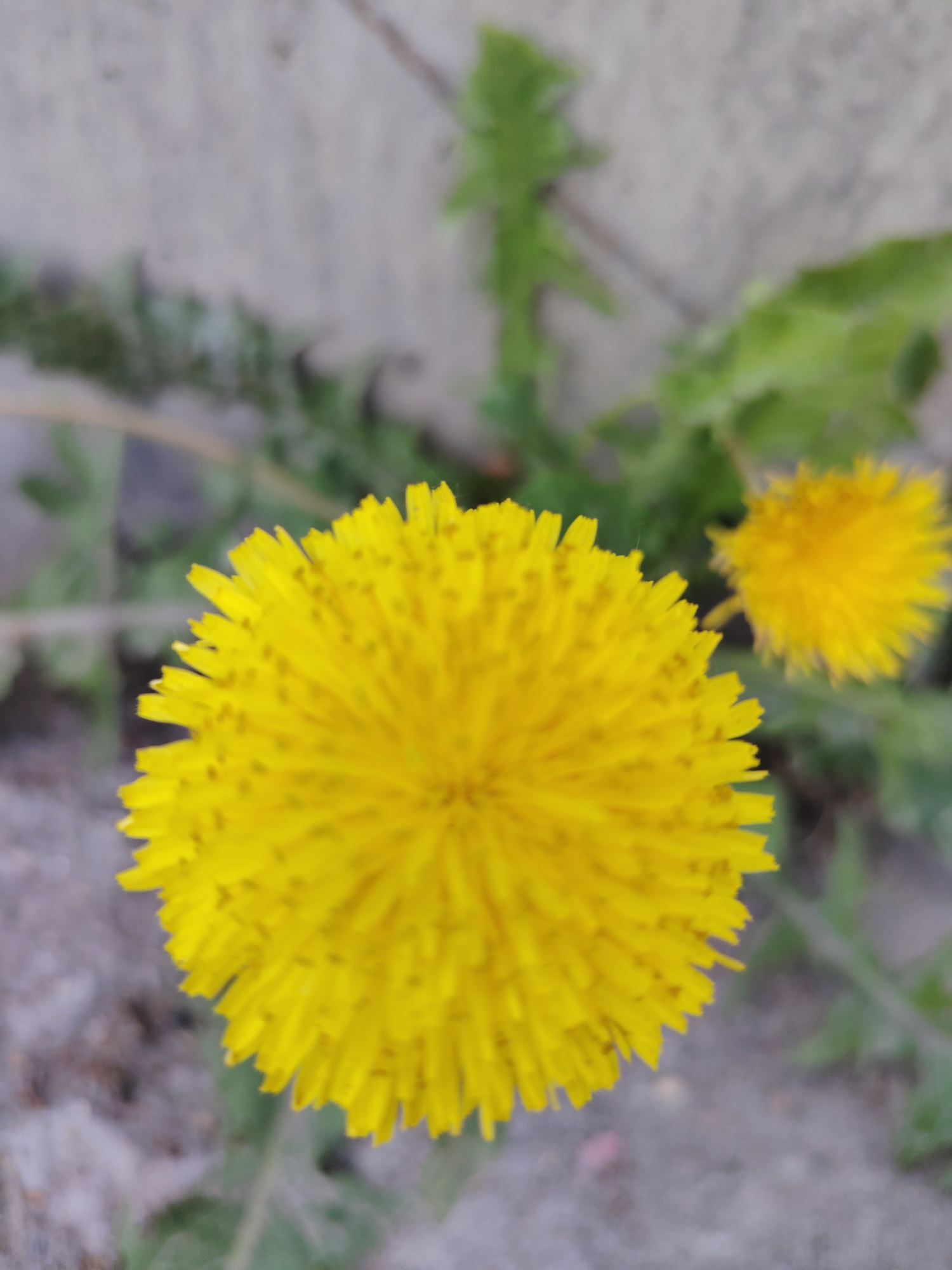 A close-up shot shows two yellow dandelions growing near what appears to be a concrete wall. The larger dandelion dominates the foreground, while a smaller one is partially visible in the background to the right. Green leaves surround the dandelions. The ground near the wall appears to be covered in dirt or sand. Based on the location information, the image was likely taken in Chaikovsky, Russia.