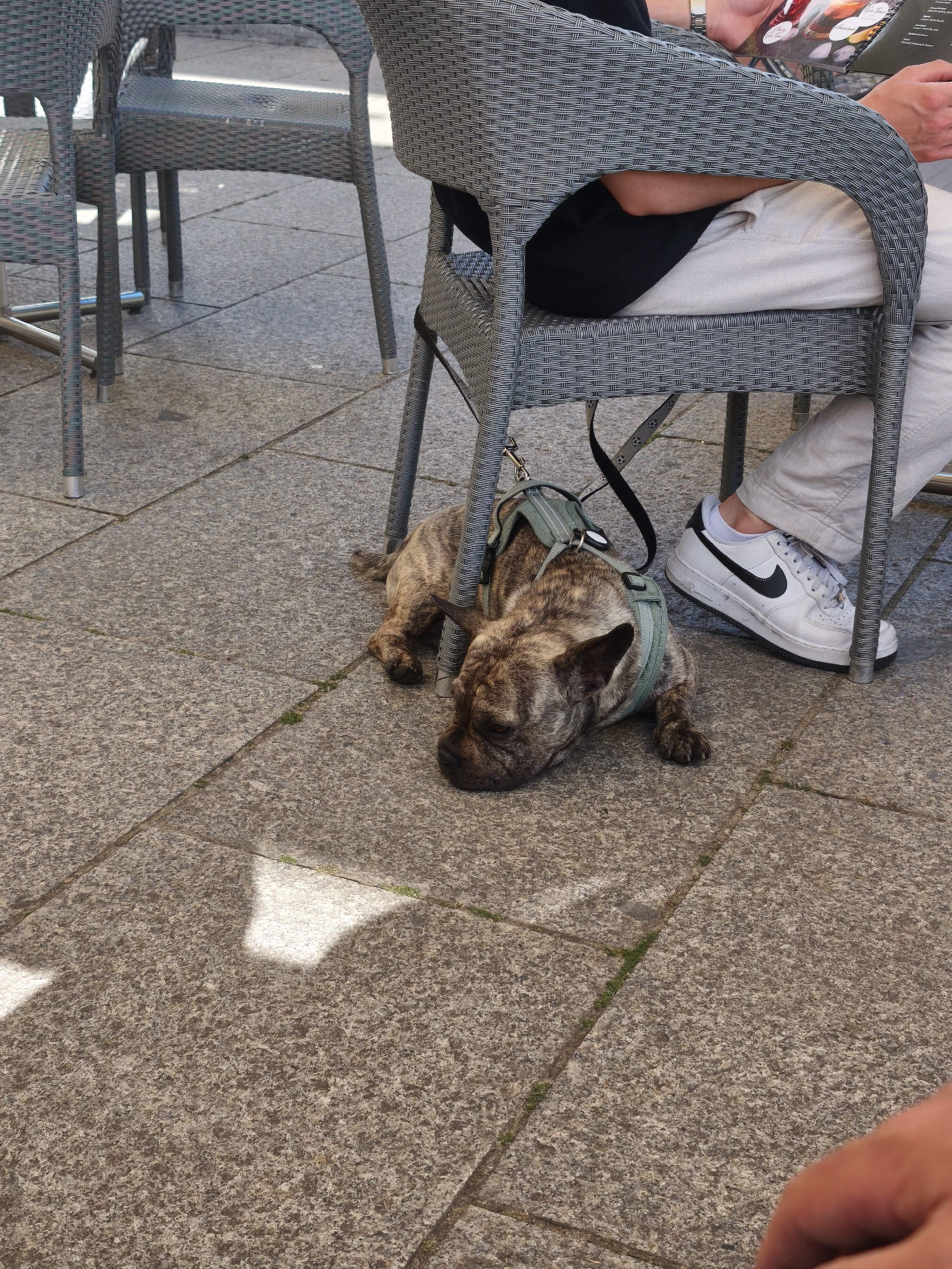 The image shows a brindle French Bulldog lying on a stone-paved surface under a gray wicker chair at an outdoor cafe. The dog is wearing a green harness and is leashed to the chair. The legs and feet of a person are visible, wearing white sneakers with black swooshes and light-colored trousers. Another chair is visible in the background, and the person in the chair is holding a menu. The setting is a city, indicated by the outdoor cafe setup, but the specific location is not identified.