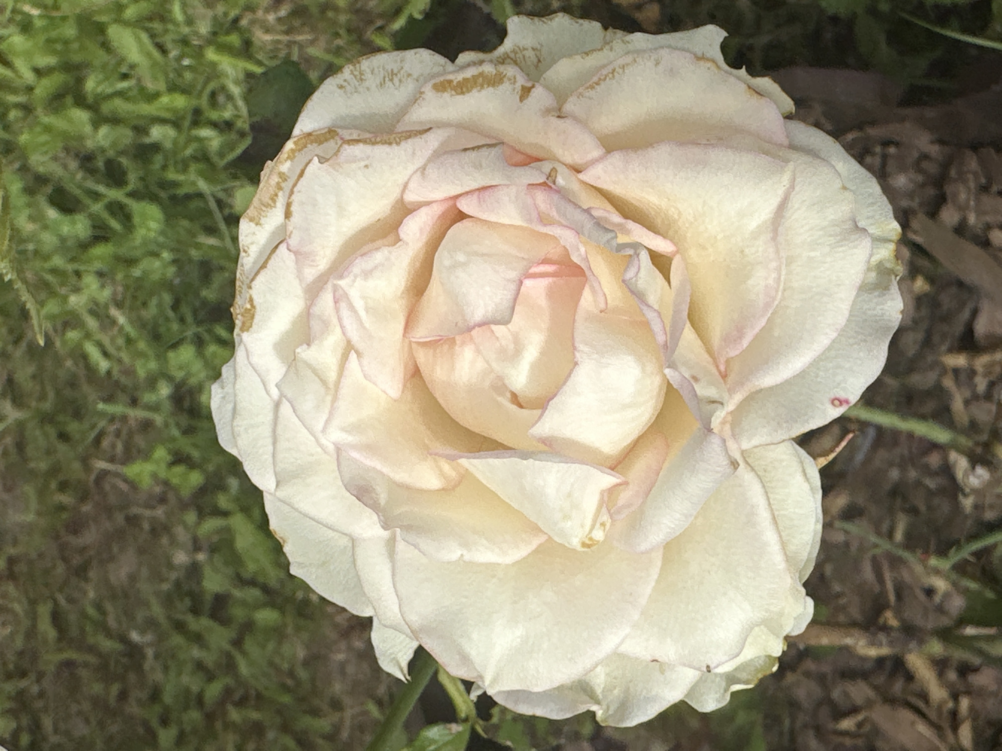 A close-up shot captures a cream-colored rose with delicate pink edges and some browning on the tips of its outer petals. The rose is in full bloom, with its layered petals unfurling in a spiral. The background is a soft blur of green foliage and dark soil, suggesting an outdoor garden setting. The image is taken from a top-down perspective, focusing entirely on the flower. There is no visible indication of the location being in Podolsk, Russia, or any specific city.