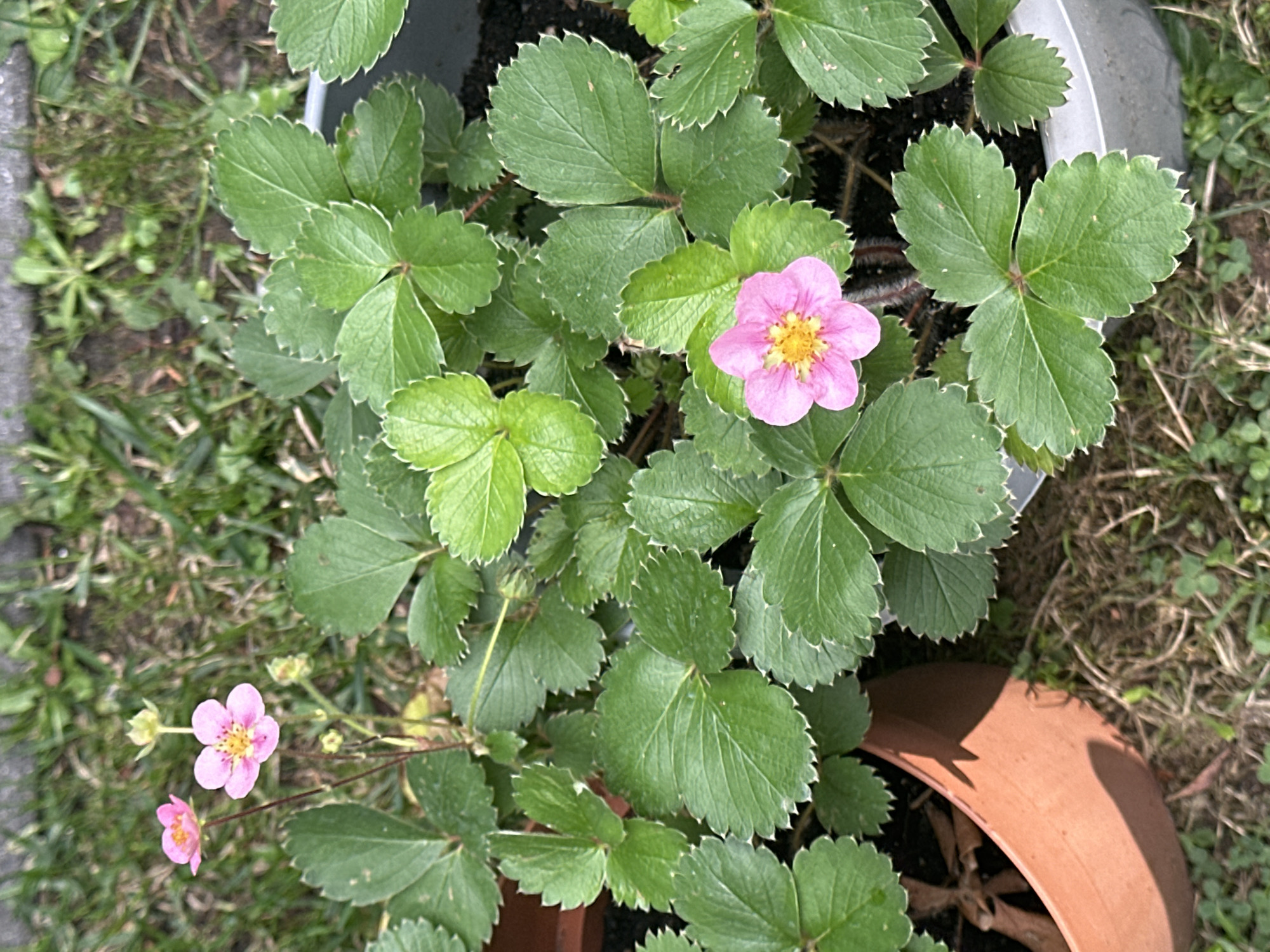 This is a top-down, medium shot of a strawberry plant with green, serrated leaves and two pink flowers with yellow centers, one in the upper left quadrant and another in the lower middle quadrant of the image. The plant is in a grey pot and a brown pot. The background consists of grass and dirt. The image is taken outdoors during the day in Krefeld, Germany.