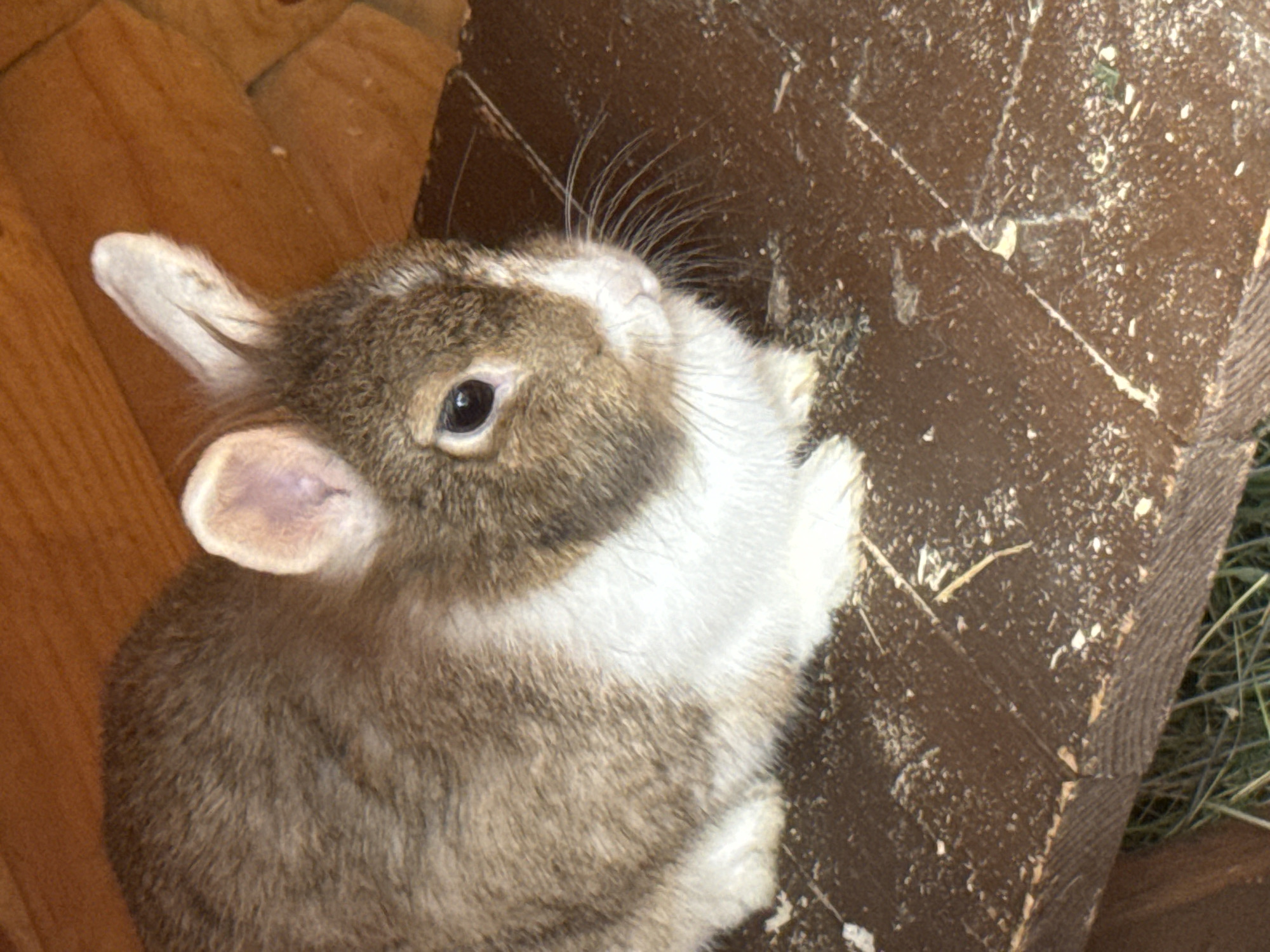 The image shows a close-up view of a brown and white rabbit sitting on a wooden surface, possibly the floor of a hutch or enclosure. The rabbit is facing to the right, with its head turned slightly towards the camera. Its fur is a mix of brown and white, with white markings on its chest and face. The rabbit has dark eyes and long whiskers. The wooden surface is brown and appears to be somewhat rough, with some scattered debris, possibly sawdust or hay. In the background, there is a glimpse of what appears to be a wooden wall or structure. The lighting suggests an indoor setting. There is no identifiable information in the image that would allow for a specific location within the city of Krasnoyarsk, Russia.
