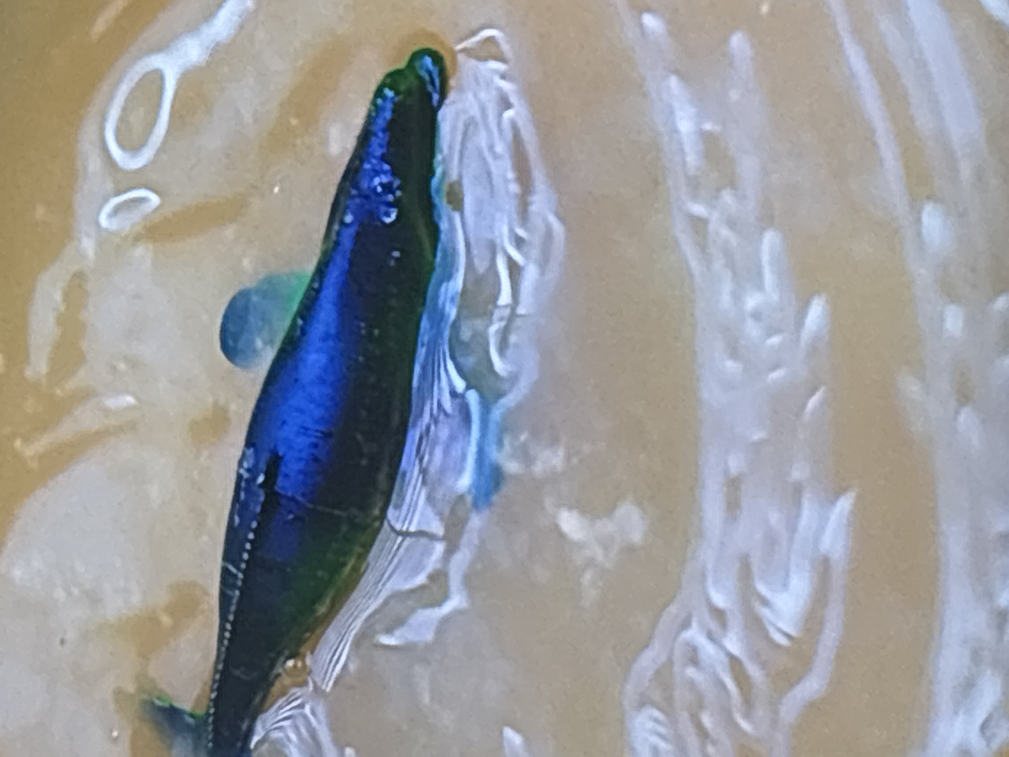 A fish, predominantly deep blue with iridescent green and white markings, floats horizontally in shallow, light brown liquid. The fish is positioned in the upper half of the frame, with its head facing towards the right. Surrounding the fish is a disturbance in the liquid, creating white, frothy patterns that suggest movement or aeration. The liquid itself appears murky. No identifiable landmarks, structures, or people are visible, nor is there any indication of a specific location within Dubai, United Arab Emirates. The image is a close-up, focusing solely on the fish and its immediate liquid environment.
