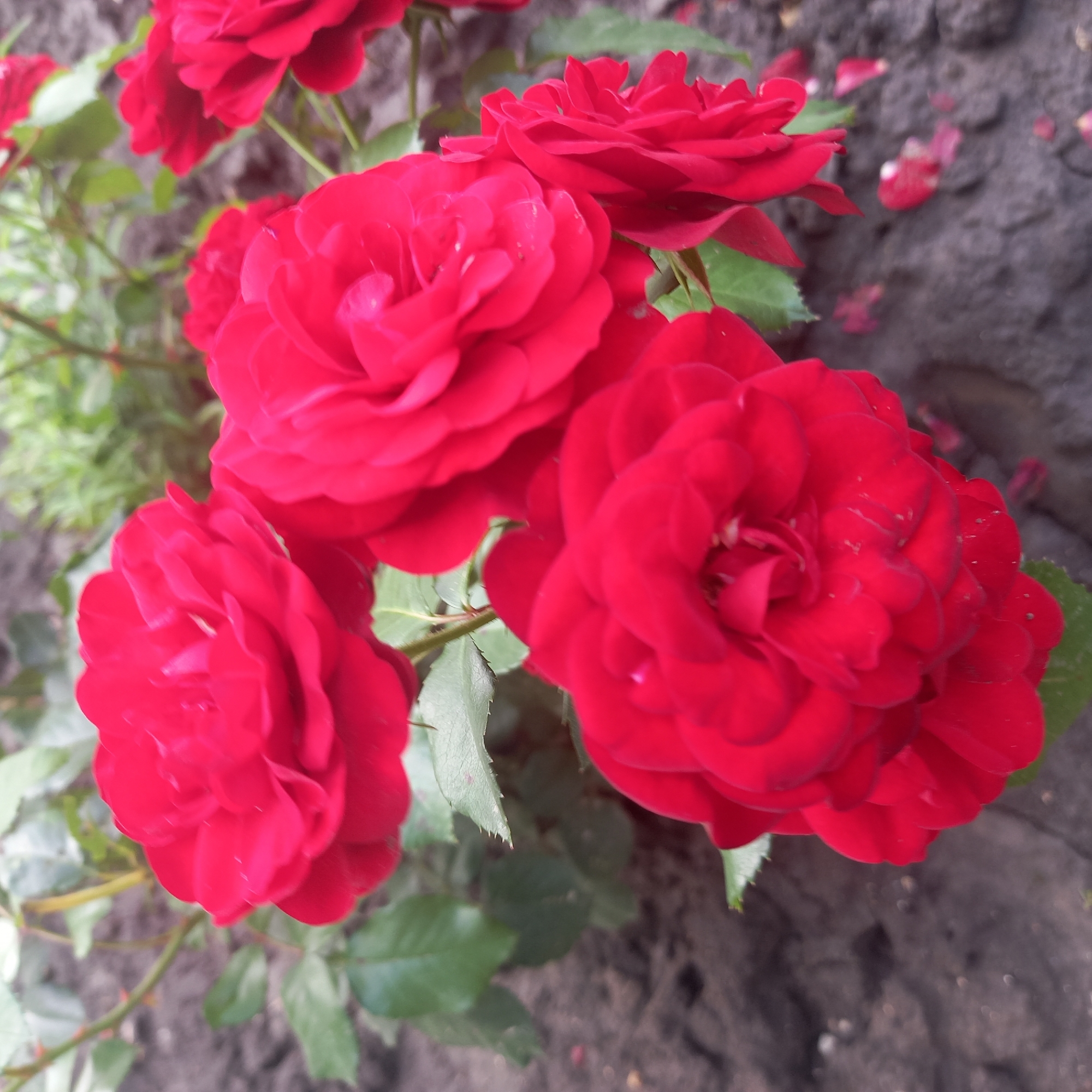 In Cepeleuți, Moldova, a close-up, outdoor, eye-level shot focuses on a cluster of vibrant red roses in bloom. The roses are the primary subjects, with several large, fully opened blooms and some buds visible. Their petals are a deep, rich red, and some appear to have water droplets on them. The roses are attached to thorny green stems and surrounded by green foliage. The background consists of dark soil, suggesting they are planted in a garden bed. Scattered on the soil are a few fallen red rose petals. The lighting is natural, and the overall impression is one of natural beauty in a garden setting. There are no people or animals visible in the image.