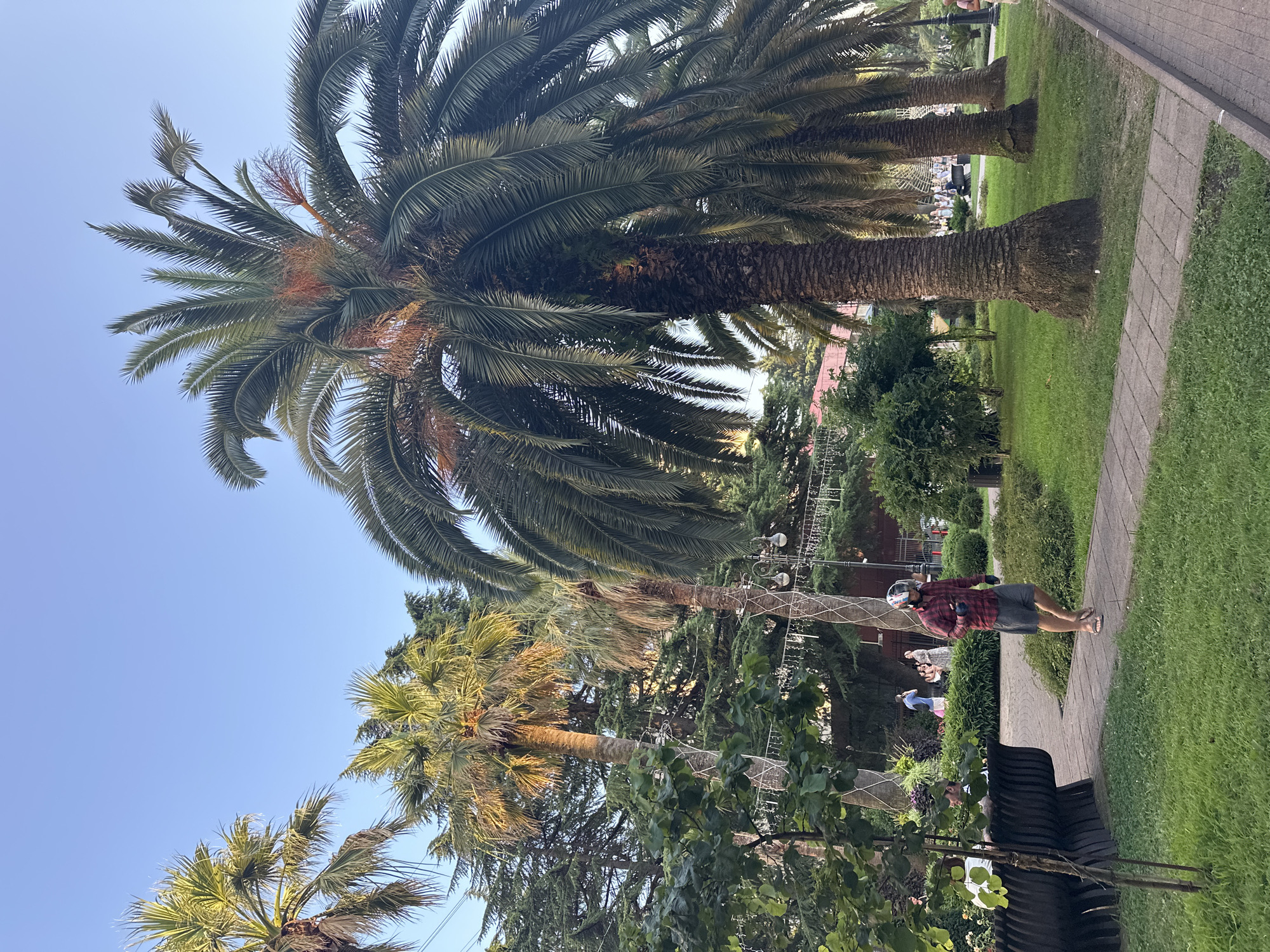A man in a red and black plaid shirt, grey shorts, a helmet, and gloves walks barefoot on a paved pathway in a park in Sochi, Russia. He is holding a camera in his left hand. To his left, a black bench with a decorative pattern is visible. Behind the man, several palm trees and lush green foliage are present. In the background, other people are seen in the park, and string lights are draped across some of the trees. The sky is clear blue.