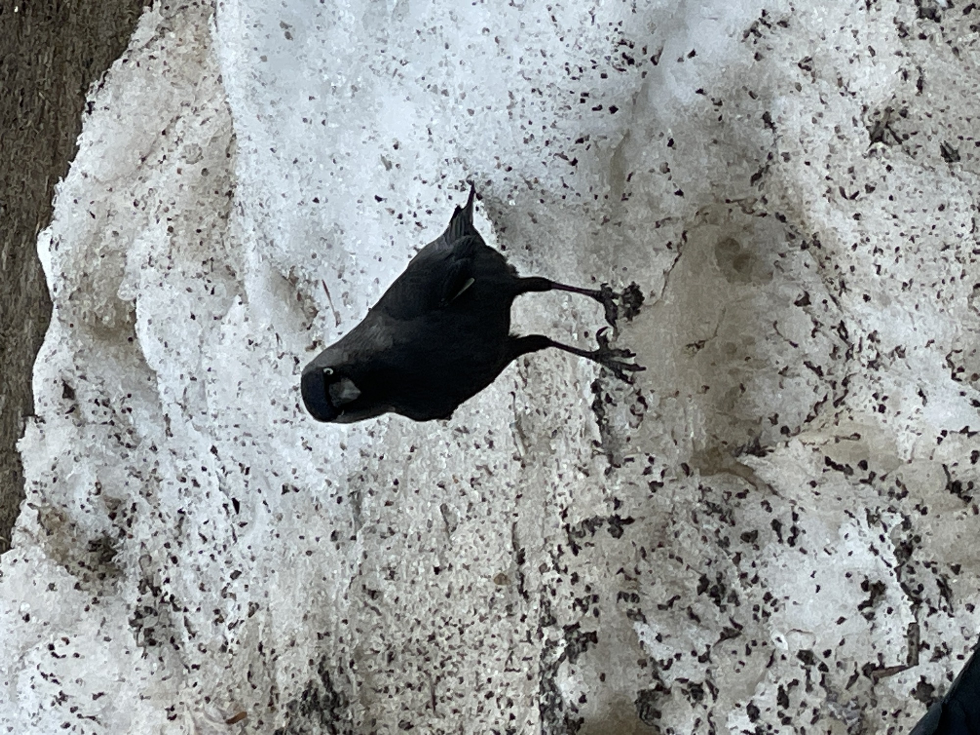 A dark-colored bird is perched upside-down on a patch of melting, dirty snow. The snow is covered with small dark debris. The environment appears to be outdoors, possibly in Izhevsk, Russia, although there are no explicit indicators to confirm the location.