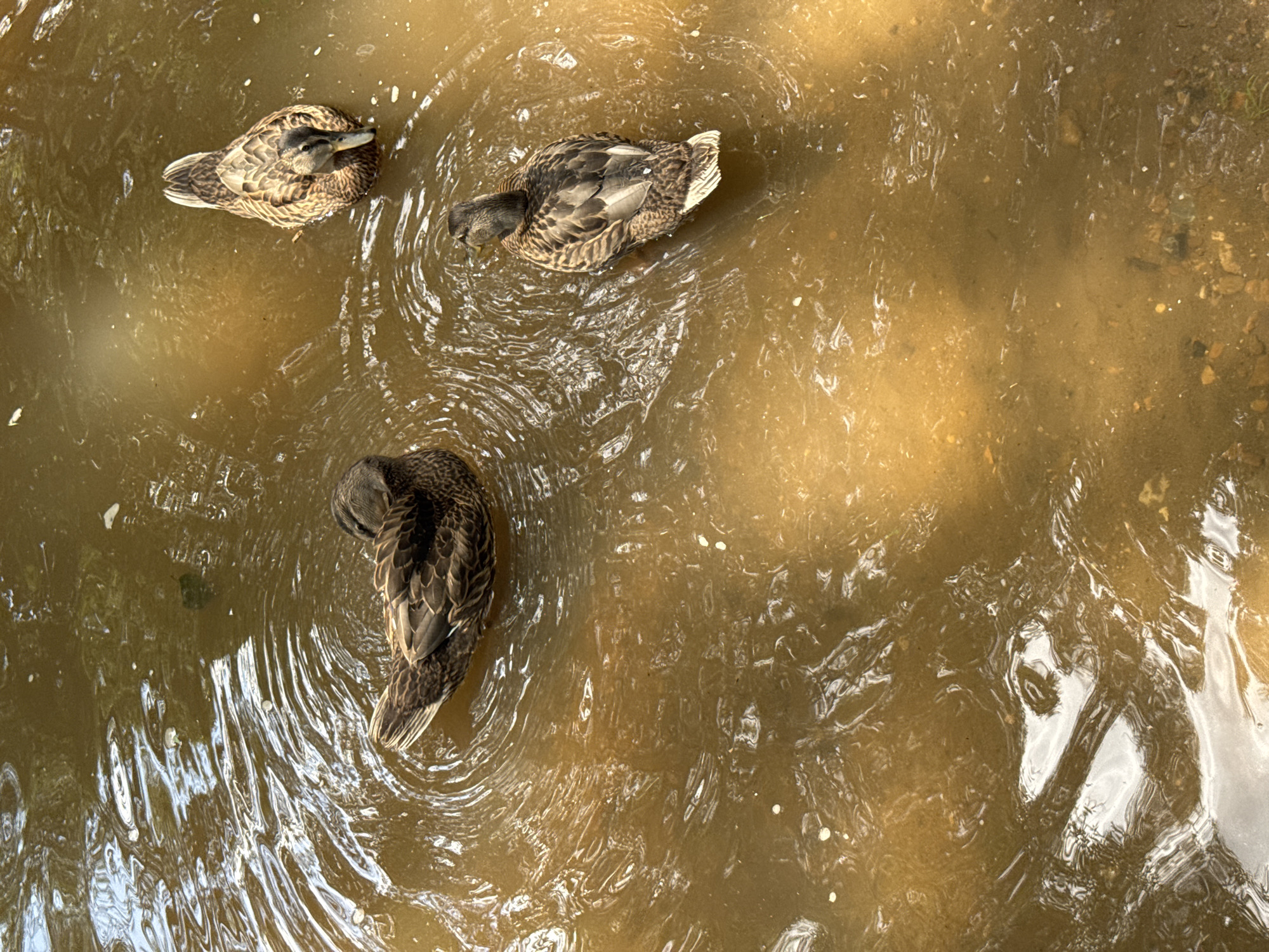 The image shows three ducks swimming in murky brown water. The ducks are mallards, with brown and green plumage. One duck is in the foreground, facing away from the camera. Another duck is to the right, facing the camera. The third duck is in the upper right corner, also facing away from the camera. The water is rippled, with some light reflecting off the surface. The image appears to have been taken in a park or natural setting. There is no information to suggest this image is from Ufa, Russia.