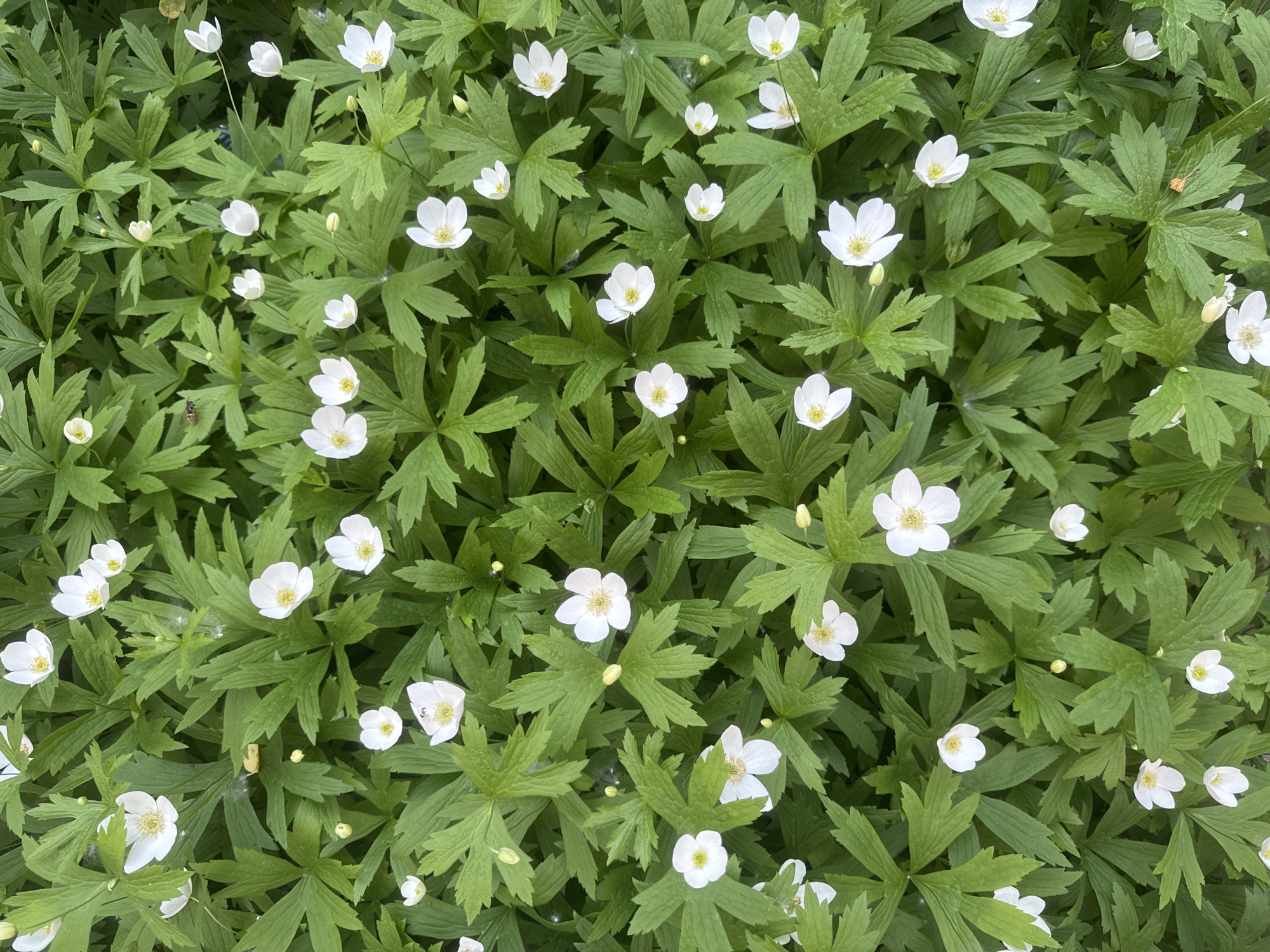 The image is a top-down view of a dense carpet of green foliage with numerous small white flowers. The flowers have white petals and yellow centers, and they are scattered throughout the leaves. The leaves are deeply lobed and appear to be from a single species of plant. There are no visible people or animals, and no signs of urban structures. The lighting suggests it is daytime, possibly overcast, as there are no harsh shadows. The scene depicts a natural setting, likely a garden bed or a patch of wildflowers. The location in Chaikovsky, Russia, is not visually indicated within the image itself.