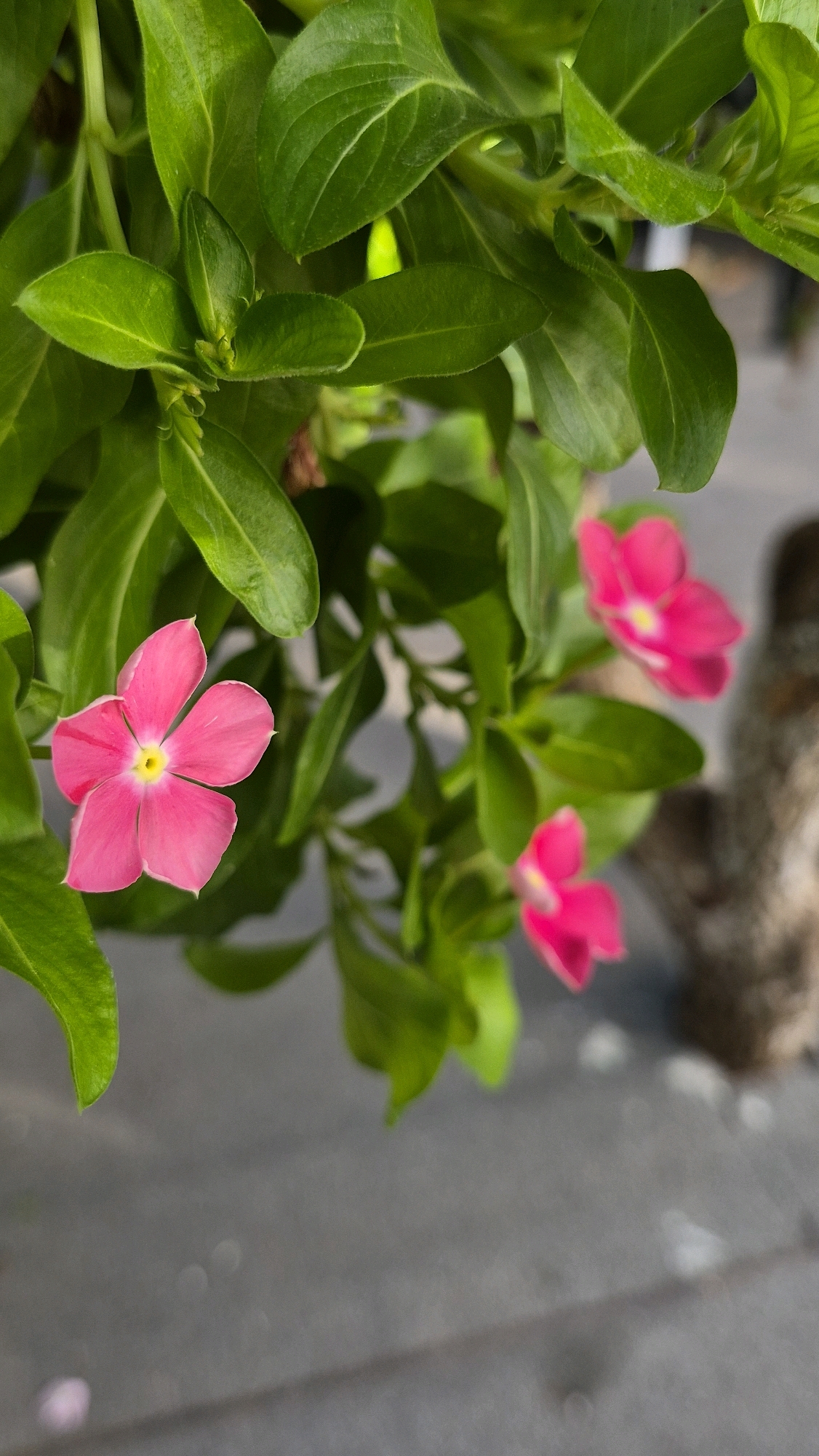 A close-up, high-angle shot features a cluster of bright green leaves and three vibrant pink flowers with yellow centers, likely Vinca flowers, set against a blurred gray background that may be a paved surface. The flowers are in various stages of bloom and focus, with one in sharp focus in the foreground. The lighting suggests an outdoor environment, possibly during the day.