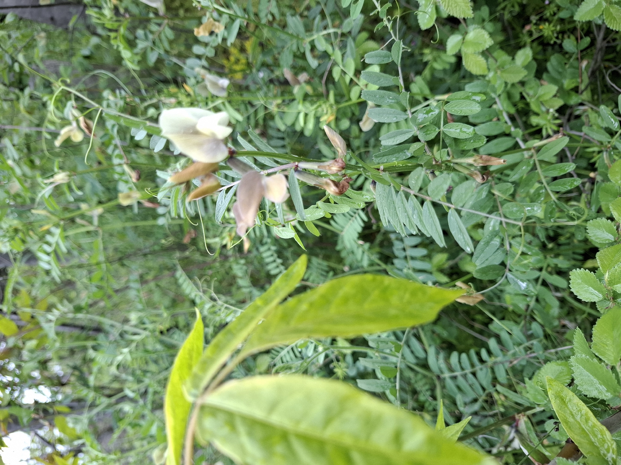 The image captures a patch of lush vegetation, predominantly composed of herbaceous plants with elongated, compound leaves arranged alternately along slender stems. Some stems bear small, pea-like flowers, exhibiting a pale yellow-white color, and developing seed pods. A few broad leaves are visible in the foreground. The setting is outdoors, with the presence of dew or rainwater on the foliage. The scene is likely located in a garden, park, or other natural area within the city of Plovdiv, Bulgaria. No people are visible in the frame.