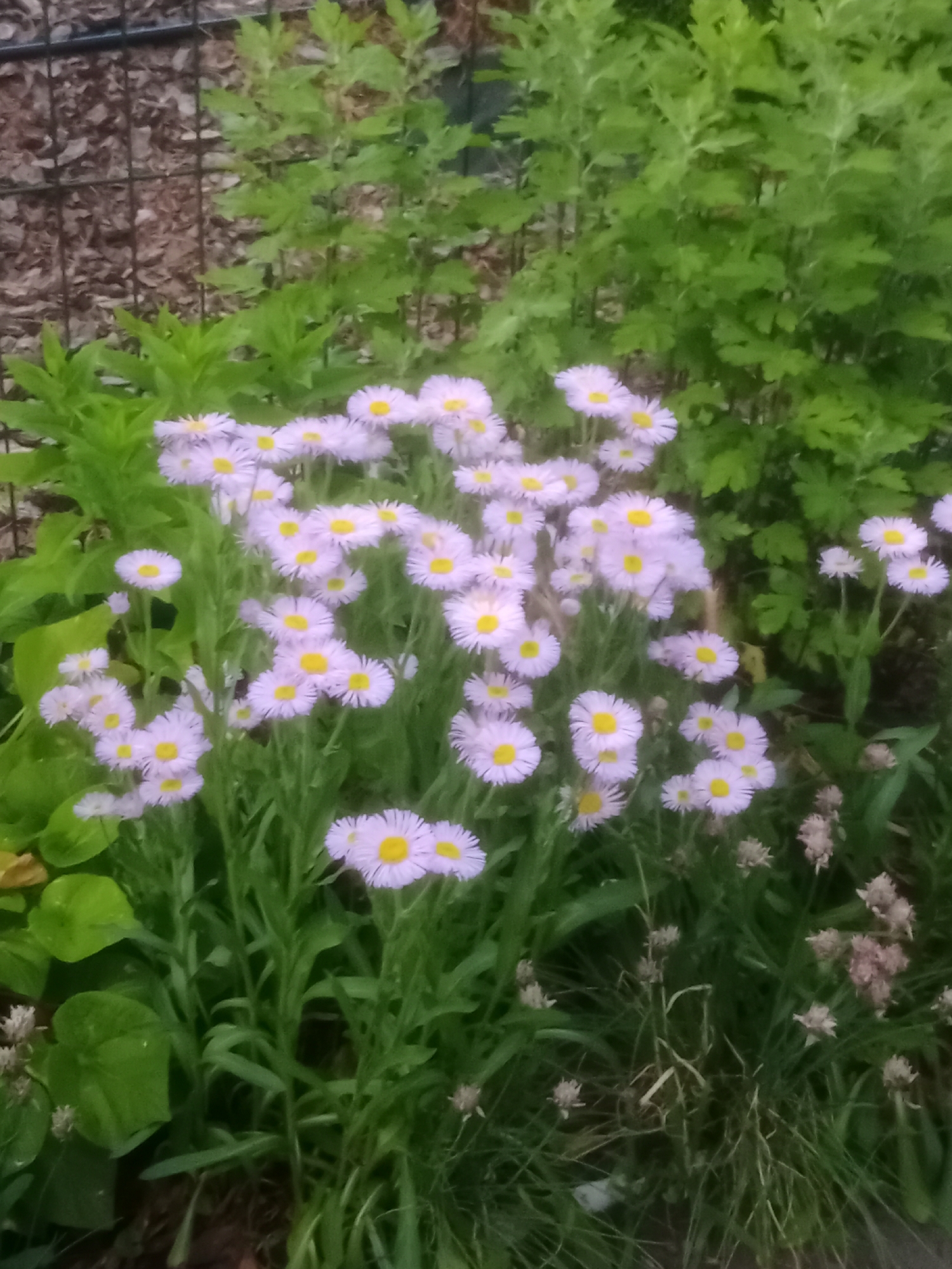 A cluster of light purple daisy-like flowers with yellow centers are in bloom, surrounded by lush green foliage and grass. A dark wire fence is visible in the upper left corner, behind the plants. The image appears to have been taken outdoors, possibly in a garden or park.