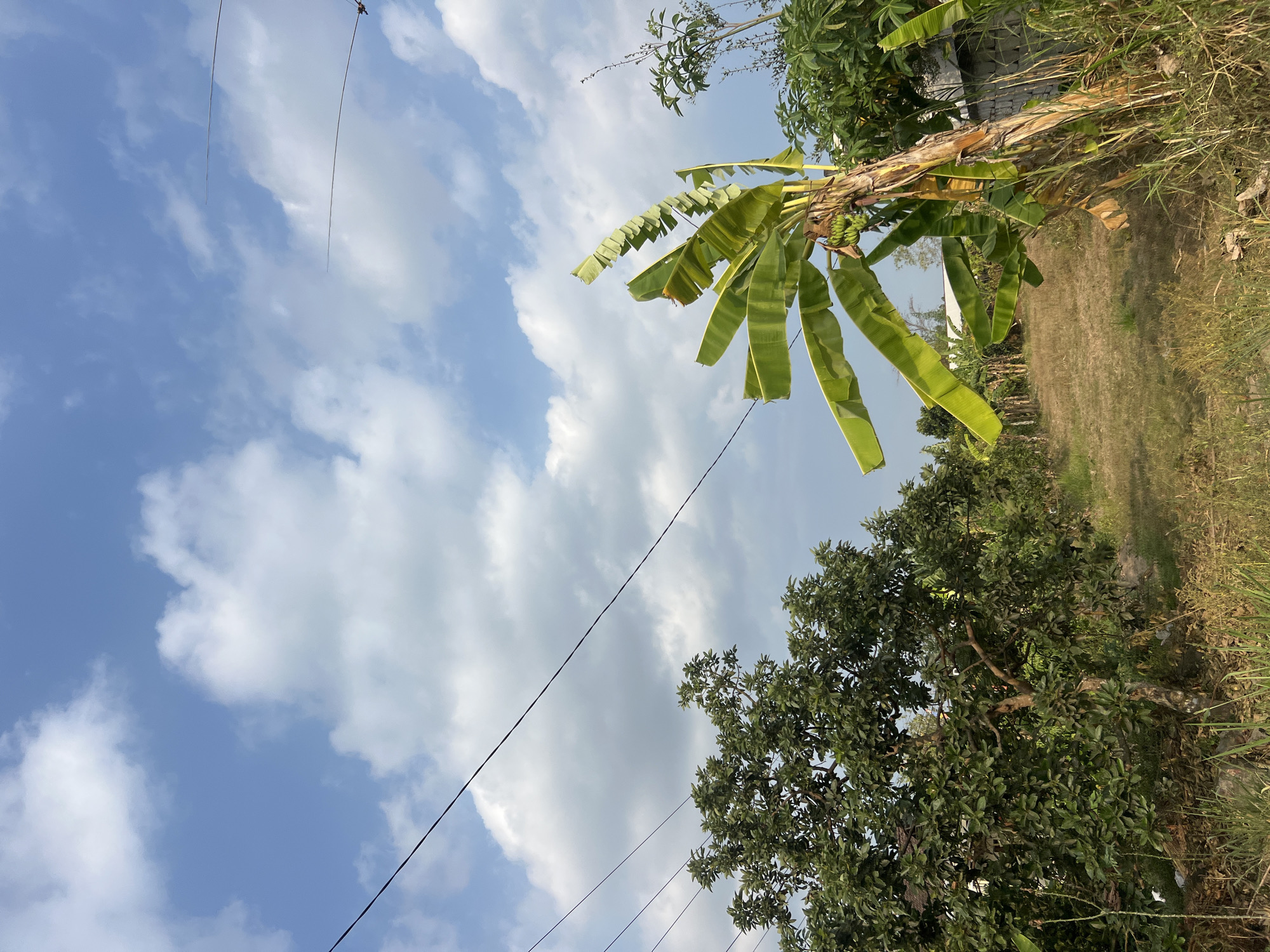 In the city of Ngaglik, Indonesia, an outdoor scene captures a bright, sunny day with a blue sky dotted with white, fluffy clouds. The foreground features dry, yellowed grass and a pathway lined with trees. On the right side, a banana tree with visible green bananas stands tall, its large leaves swaying gently. To the left, a dense, leafy green tree dominates the frame, likely a fruit-bearing tree such as a guava. Several power lines stretch across the sky, adding a man-made element to the natural landscape. The background hints at more vegetation and possibly a building. The overall impression is one of rural tranquility under a vast, clear sky.