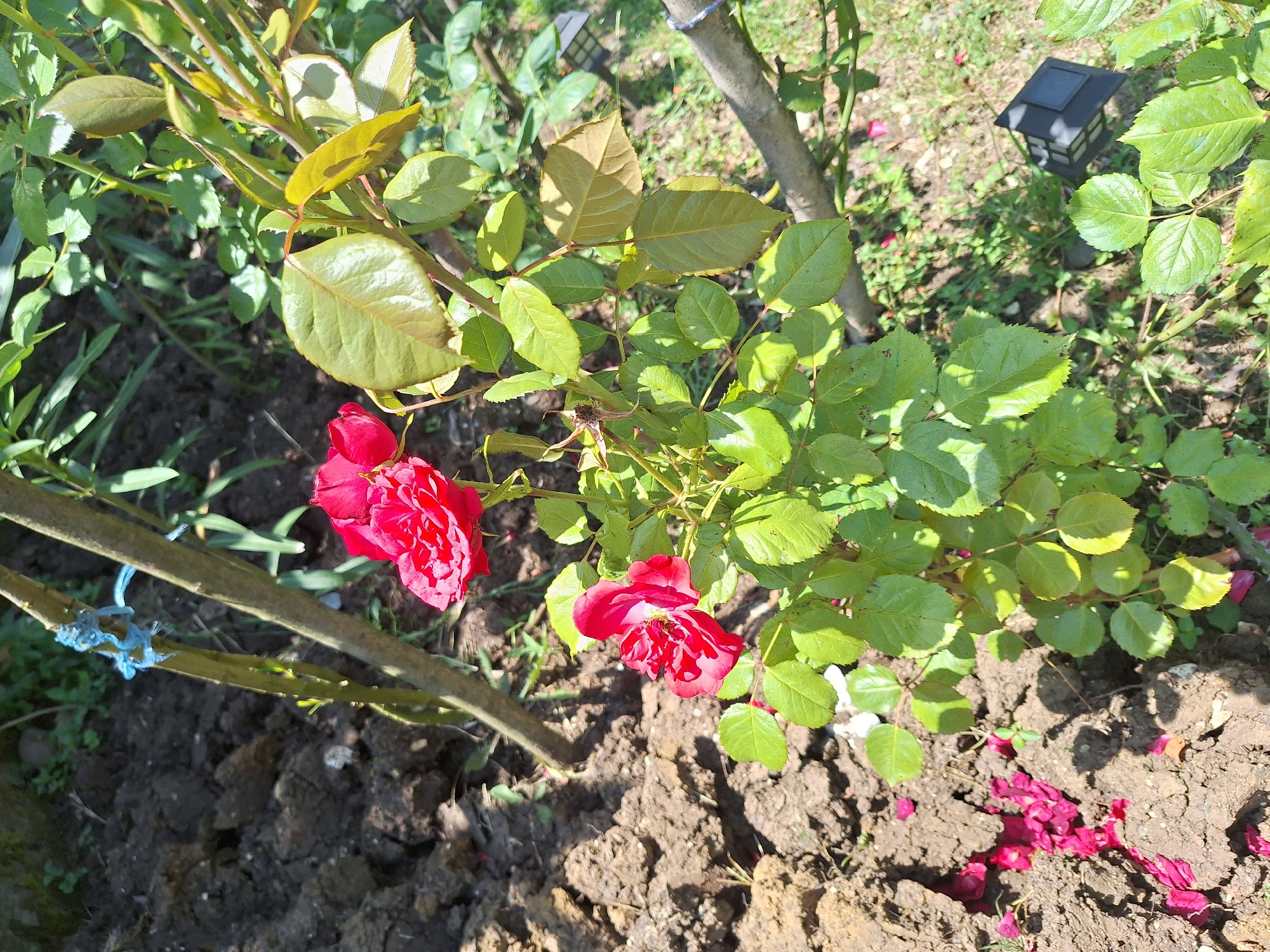 This is a close-up, high-angle outdoor shot of a rose bush with two red roses in bloom. The roses are located on the right side of the frame, with one rose in the foreground and another slightly above and to its left. The bush has numerous green leaves, some of which are tinged with yellow, suggesting they may be older or exposed to more sunlight. The ground beneath the bush is composed of dark, rich soil, with some scattered pink rose petals visible on the surface. A thin, light-colored branch runs diagonally from the lower right to the upper left of the image, and a thicker, darker branch crosses horizontally in the middle ground. There are other green plants and foliage in the background, and a blue string is tied around a thin stalk on the left side of the frame. A small, dark, geometric object, possibly a solar light, is visible in the lower right background. The overall scene suggests a garden setting. The location is identified as Zeda Sazano, Georgia.