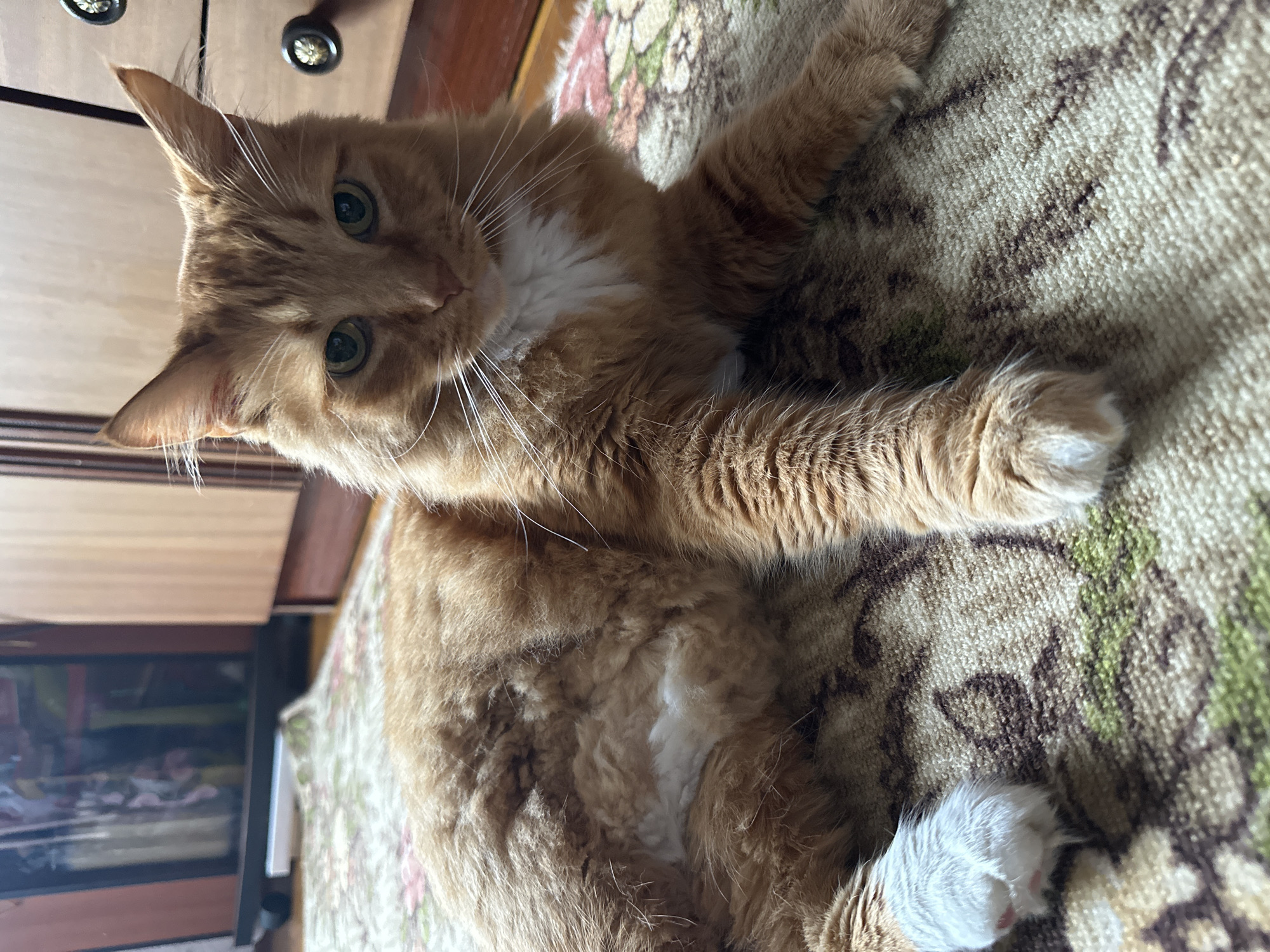 An orange tabby cat with white paws and a white chest lies on a patterned rug in a room. The cat is looking directly at the camera with green eyes. In the background, there are wooden cabinets and a shelf with objects on it. The scene appears to be indoors, likely in a residential setting. The provided metadata indicates the location as Chaikovsky, Russia.