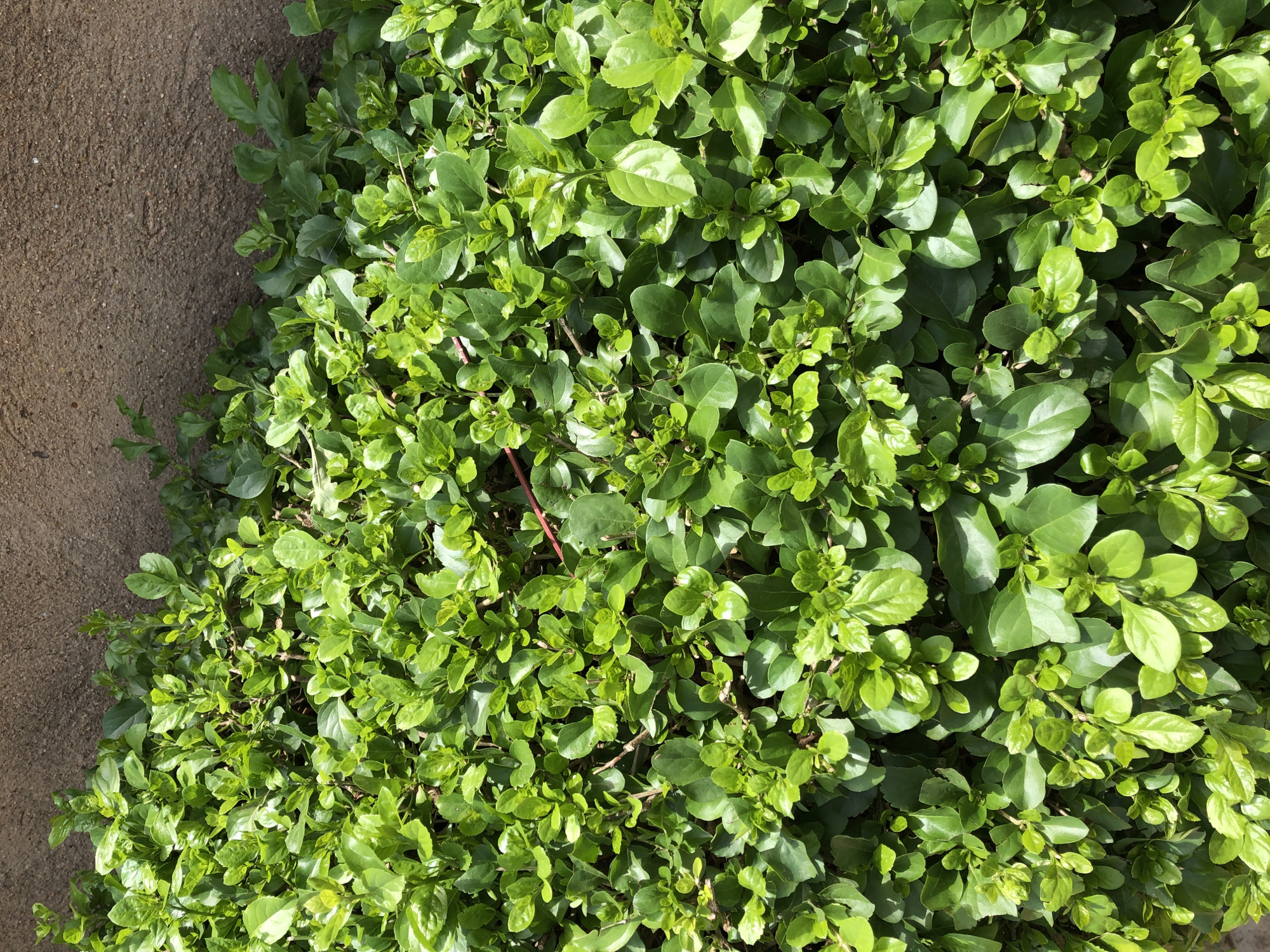 A dense, vibrant green hedge occupies the majority of the frame, its leaves glossy and well-maintained. The hedge is positioned against a rough, textured concrete wall, which has a light brown hue. The wall forms the background, extending from the top of the image downwards, meeting the hedge at its upper edge. The lighting suggests it is daytime, with sunlight casting subtle shadows and highlighting the different textures of the leaves and wall. There are no people or animals visible in the scene. The location is identified as Bar Jirgi Summa, Nigeria.