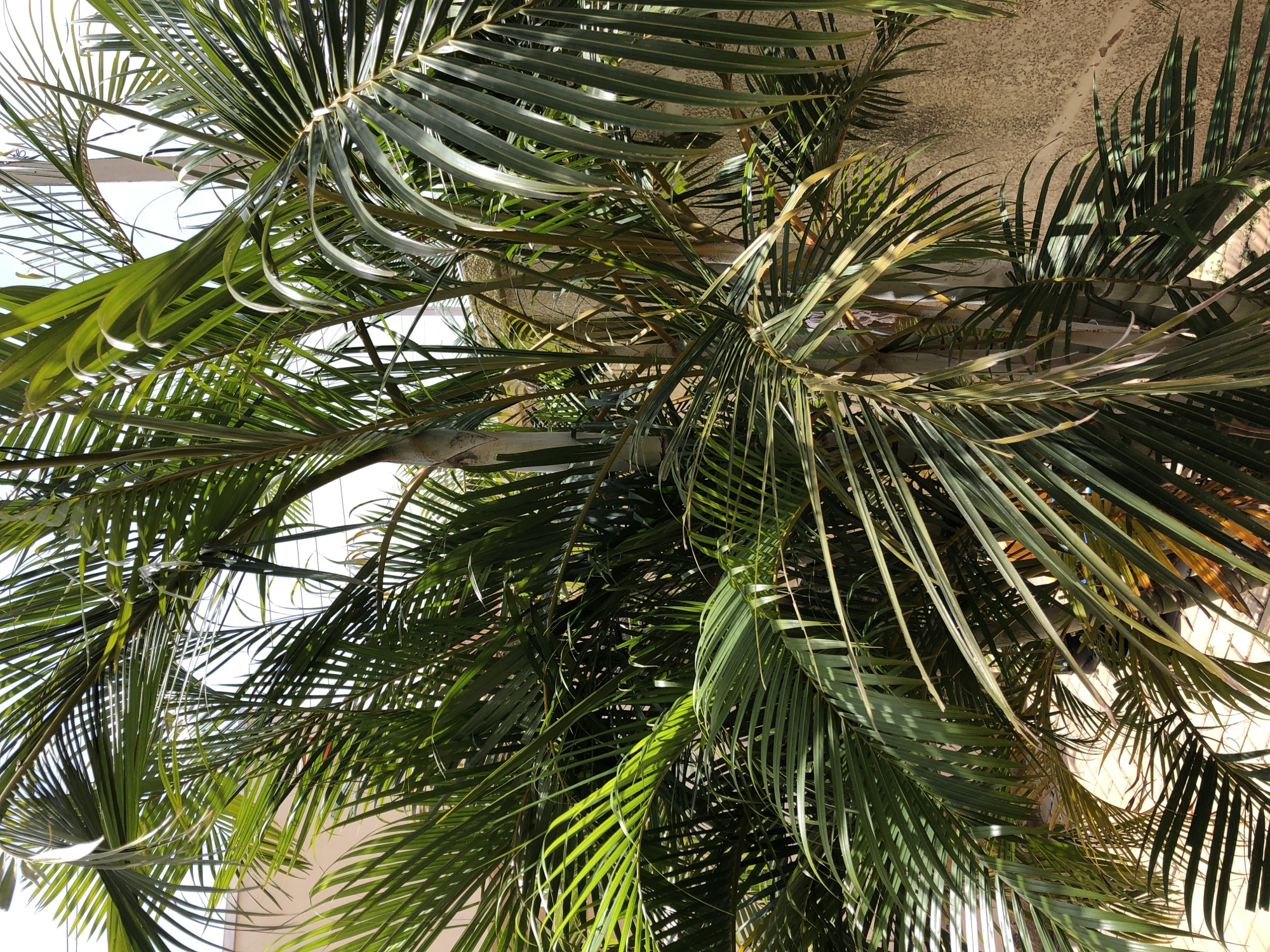 The image shows a close-up view of palm fronds, with the tops of palm trees dominating the frame. The fronds are a vibrant green, with some showing hints of yellowing at the tips. Sunlight filters through the leaves, creating dappled patterns of light and shadow. In the background, a textured wall and a glimpse of a pale blue sky are visible. The scene appears to be outdoors, likely in a tropical or subtropical climate given the presence of palm trees. The lighting suggests it is daytime, with the sun casting distinct shadows. There are no people or specific objects clearly identifiable within the frame, but the overall impression is one of natural beauty and a relaxed, sun-drenched atmosphere. The location context, Bar Jirgi Summa, Nigeria, reinforces the tropical setting. There is no visible text in the image.