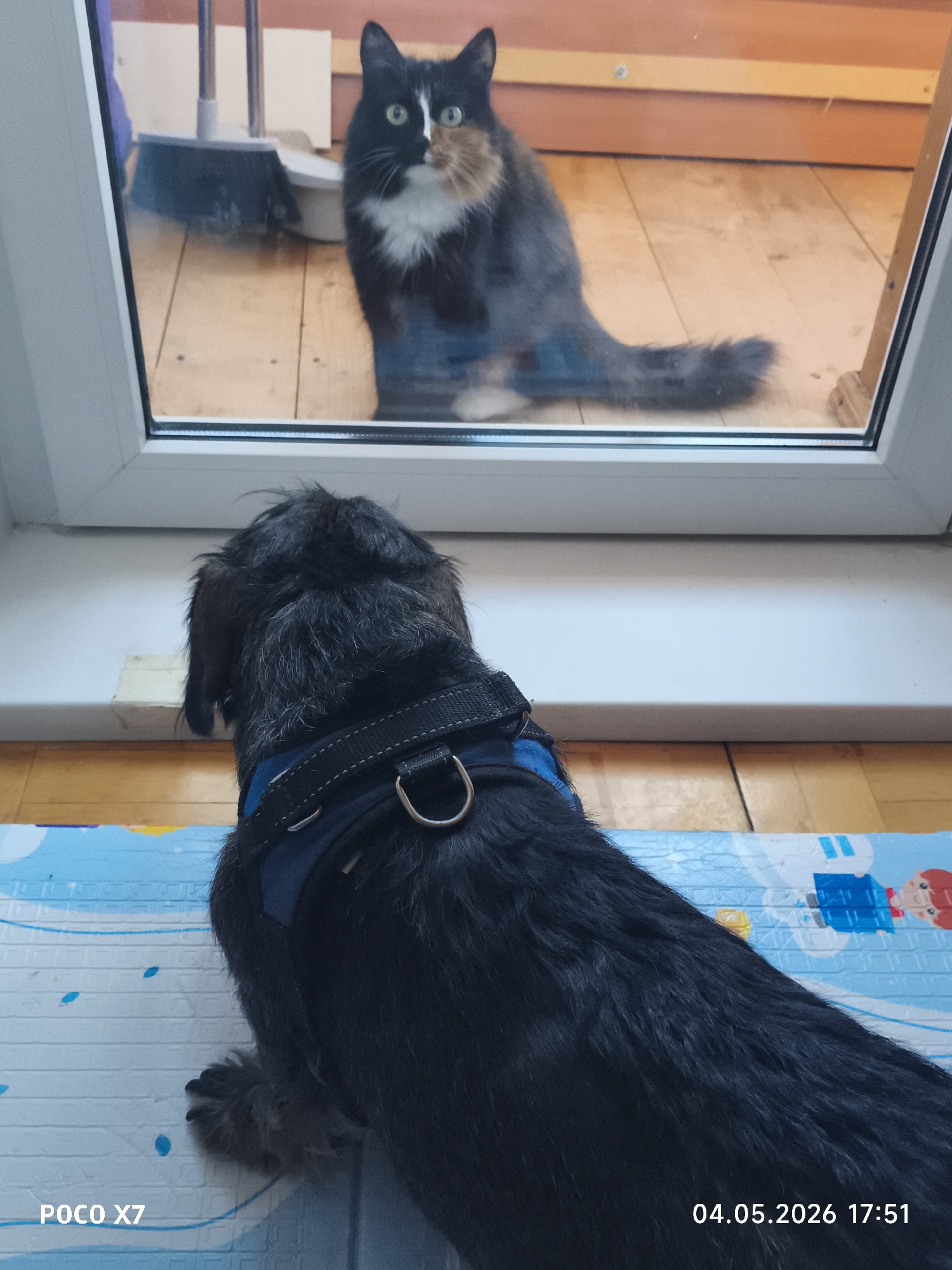 A black dachshund wearing a blue harness is inside a room on a blue mat, looking out through a glass door or window at a black, white, and orange cat. Behind the cat, a broom and dustpan are visible on the wooden floor of another room. The date and time "04.05.2026 17:51" and camera model "POCO X7" are imprinted at the bottom of the image. The location is Unknown, Unknown.