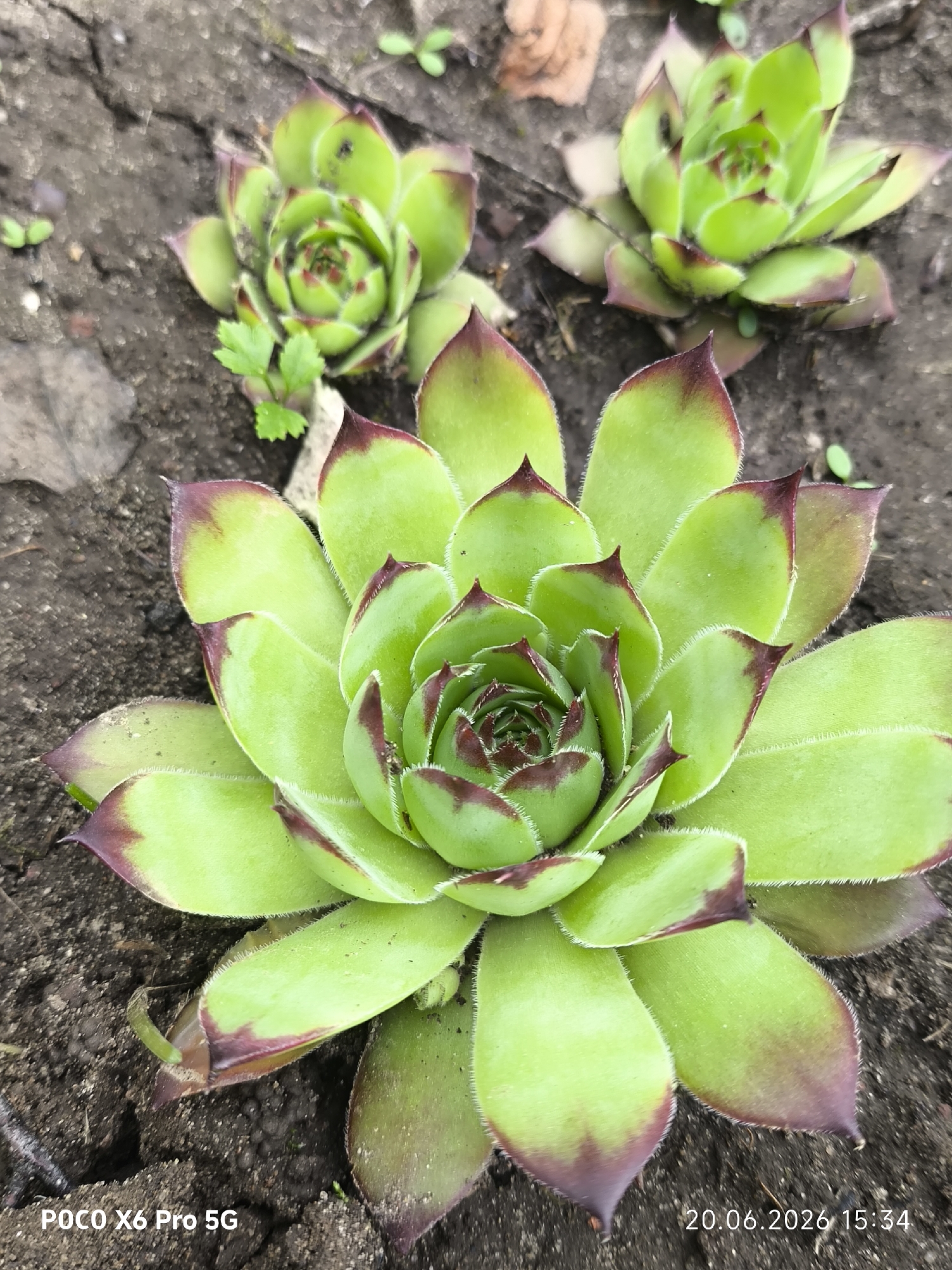The image is a close-up, high-angle shot of several succulent plants, likely Sempervivum, growing in dark soil. The largest succulent is in the foreground, with bright green, fleshy leaves that are tinged with dark red at the tips. The leaves are arranged in a rosette pattern and appear fuzzy along the edges. Behind the main succulent, two smaller, similar plants are visible, also in the soil. The soil appears dry and has a rough texture, with a few small green sprouts emerging from it. In the bottom left corner, the text "POCO X6 Pro 5G" is visible, and in the bottom right corner, the date and time "20.06.2026 15:34" are displayed. The scene is outdoors, with natural lighting. The location is identified as Borisovskoe, Russia.