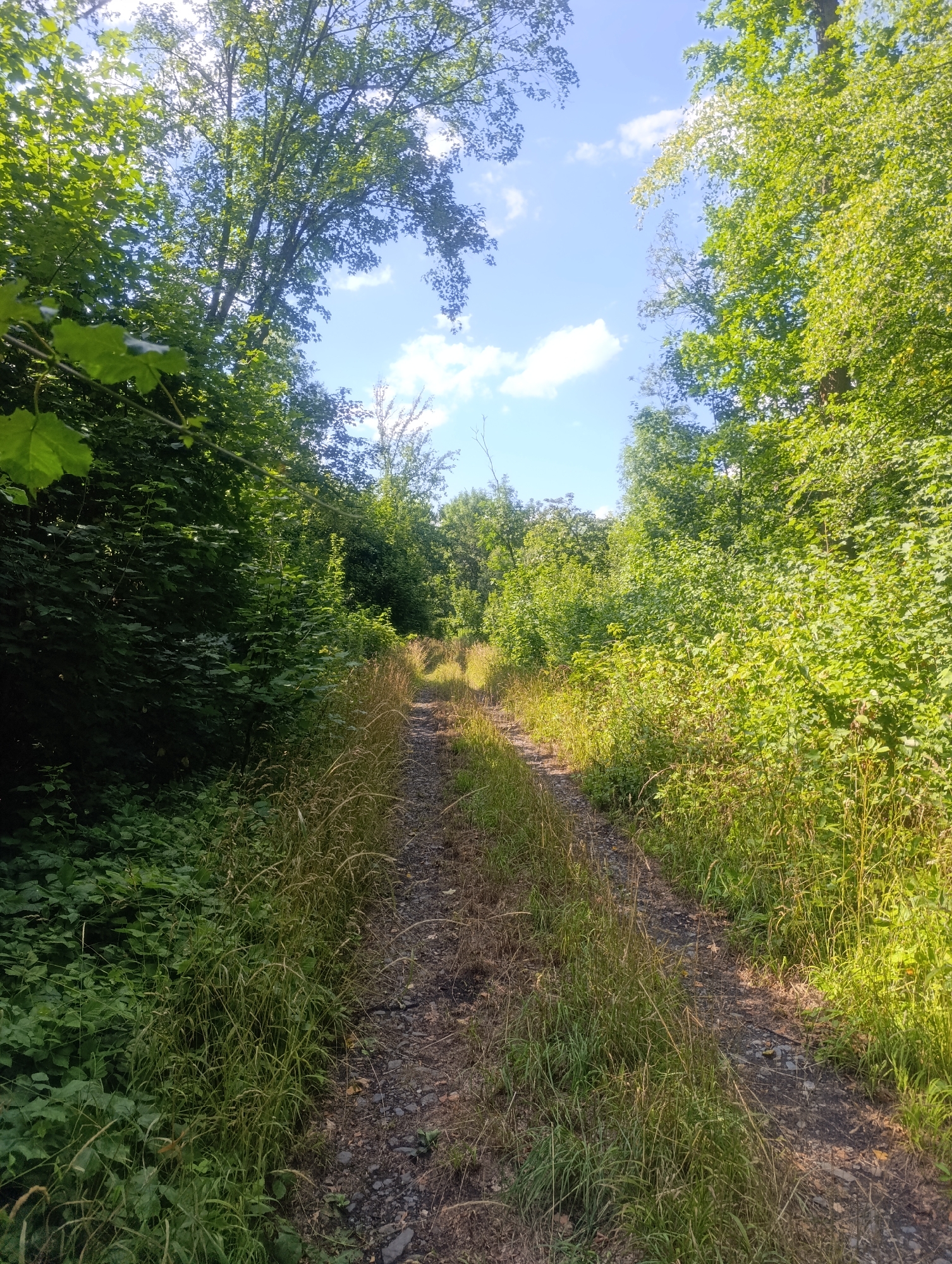 The image depicts a narrow, unpaved path winding through a dense forest. The path appears to be composed of dirt and small stones, with tall grasses and various green foliage encroaching on its sides. Sunlight filters through the canopy of trees, creating patches of light and shadow on the path and surrounding vegetation. The sky, visible through gaps in the leaves, is blue with scattered white clouds. The scene suggests a natural, undeveloped area, possibly a hiking or walking trail within a woodland environment. The location is identified as the city of Olomouc, Czechia, implying this is a natural landscape within or on the outskirts of the urban area. There are no people or man-made structures immediately visible in the frame, apart from the path itself. The overall impression is one of natural serenity and seclusion.