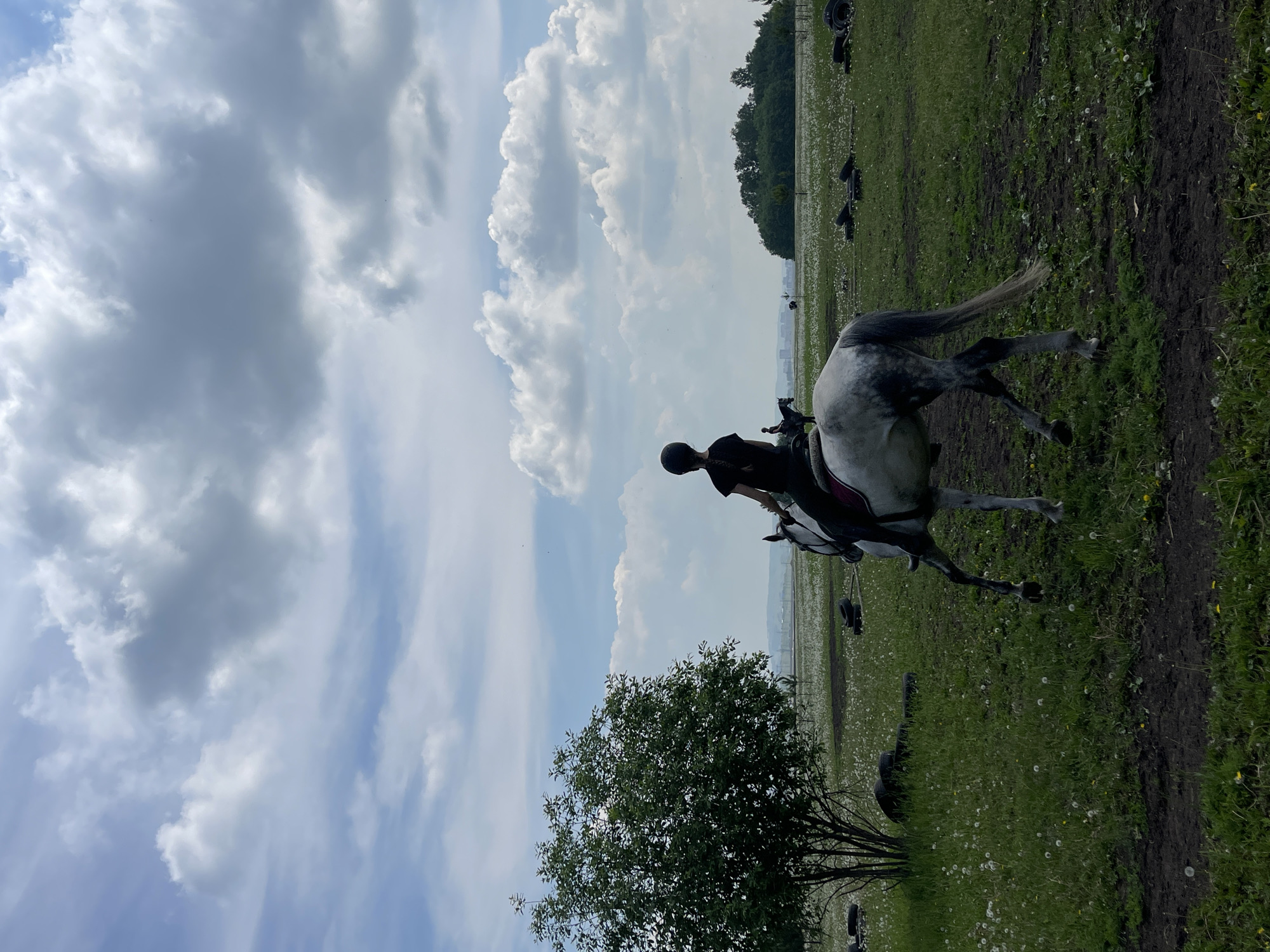 An individual wearing a helmet and dark clothing is riding a dappled grey horse in a grassy field. The horse is in motion, with its hindquarters turned slightly away from the camera and its tail trailing. The field is dotted with white wildflowers, likely dandelions, and several dark, circular objects, possibly tires, are scattered throughout the grass. In the background, a large tree with dense foliage stands to the left, and a line of trees borders the horizon on the right. Distant buildings and structures are visible on the left side of the frame, suggesting the presence of a populated area. The sky is a mixture of blue and white clouds. The overall scene depicts an equestrian activity in an outdoor, rural-like setting near a city.