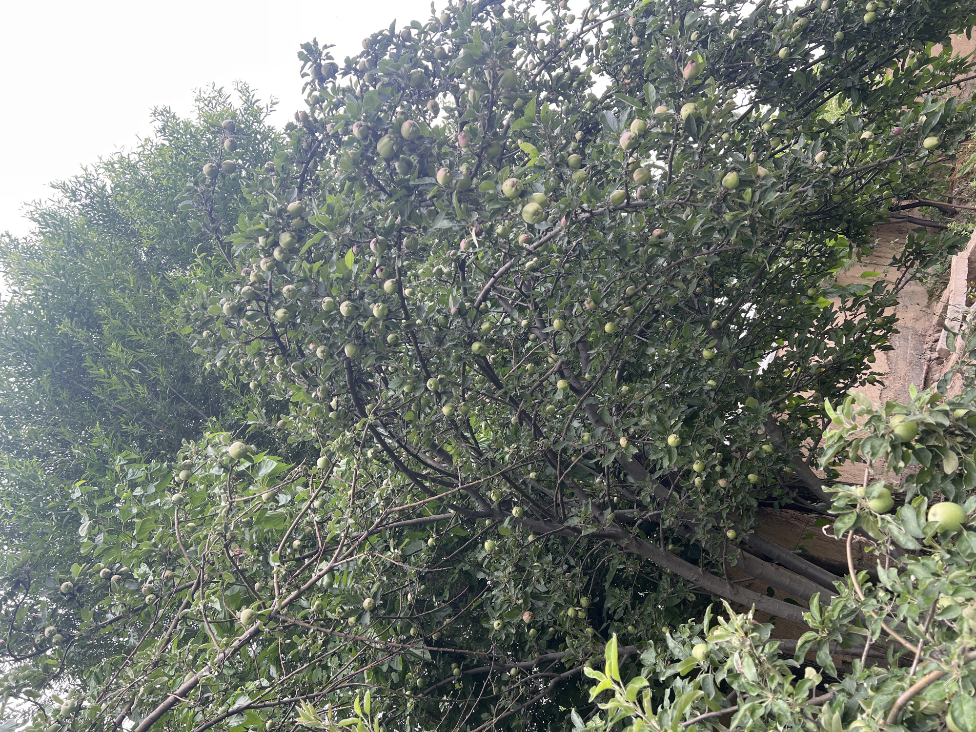 The image shows a close-up, low-angle view of a mature apple tree laden with green apples and abundant foliage. The tree's branches are thick and gnarled, stretching across the frame and partially obscuring the overcast sky. Numerous green apples of varying sizes are visible, hanging from the branches amidst dense green leaves. Some smaller, pinkish-tinged apples are also present. The bark of the tree is a mottled gray and brown. In the background, a weathered, light-brown wall can be seen, suggesting an outdoor setting, possibly a backyard or garden. The overall scene depicts a fruitful harvest season. This image was captured in the vicinity of Kara-Dıykan, Kyrgyzstan.