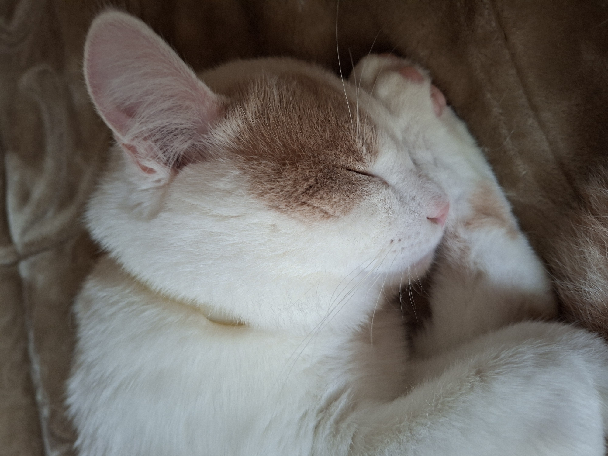 A close-up shot captures a white cat with ginger markings sleeping peacefully on a soft, brown surface. The cat's eyes are closed, and its head is tucked into its body, with one paw resting over its face. The fur is soft and fluffy, with delicate whiskers visible. The ginger patches are concentrated on the cat's ears and head, with a few scattered on its body. The background is a blurry brown texture, suggesting a cozy blanket or bed. The lighting is soft and natural, hinting at daytime, possibly late morning or early afternoon. The overall mood is one of tranquility and comfort. There is no visible text in the image.