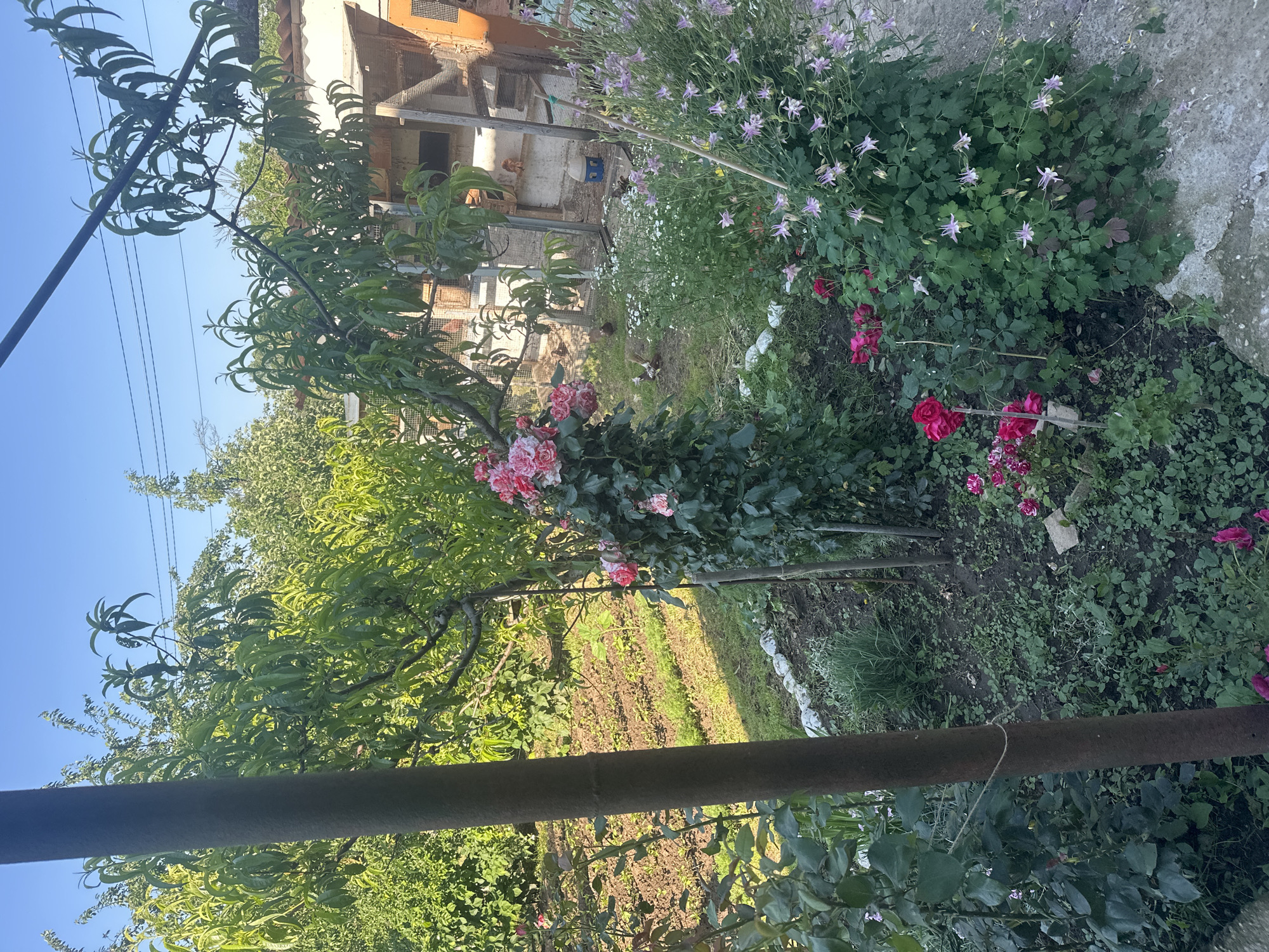 The image captures a vibrant, sunlit garden or backyard scene in Rogozen, Bulgaria. A dark, rusted metal bar, possibly a fence post or railing, stretches horizontally across the lower middle of the frame, partially obscuring the foreground.
In the immediate vicinity of the bar and extending into the mid-ground, a diverse array of green plants and flowers thrives. To the left, a young tree with lush green leaves, likely a peach tree, stands beside a rose bush boasting pink and white striped blooms. To the right, a dense planting bed features green foliage adorned with numerous delicate purple or lavender flowers, resembling columbine, along with smaller white flowers. Scattered among these are vivid red and deep pink roses.
Beyond these garden beds, an area of cultivated, tilled soil with visible rows suggests a vegetable patch or another planting area, with strips of grass running between sections.
In the background, under a bright, clear blue sky, a rustic building or structure is visible. It features light-colored walls and prominent wooden sections, which appear to be enclosures or coops. Several brown domestic fowl, likely chickens, are seen moving on the ground near these structures. Overhead, thin power lines are visible against the blue sky on the left side of the frame.
The scene is bathed in bright sunshine, indicating a clear, fair-weather day, likely in the morning or afternoon. No specific human activity is depicted, but the presence of the cultivated garden and domestic fowl suggests an active rural or semi-rural environment. No visible text is present in the image.