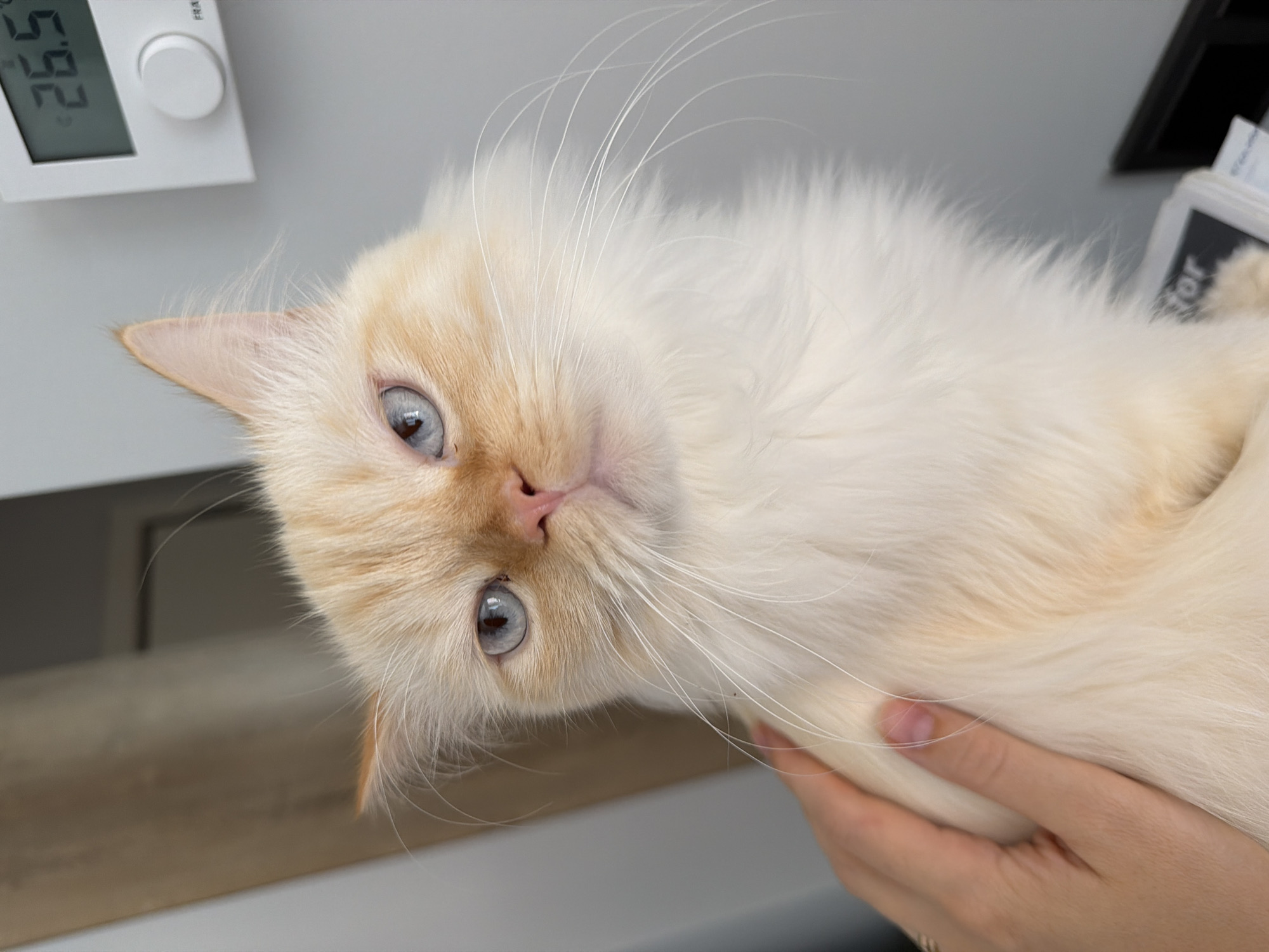 A fluffy cream-colored cat with blue eyes is being petted by a hand. The cat is looking directly at the camera with a slightly perturbed expression. In the background, a digital thermometer displays "26.5". The scene appears to be indoors, with a neutral-colored wall and a curtain visible. There is no indication of the specific location in Çekmeköy, Turkey.