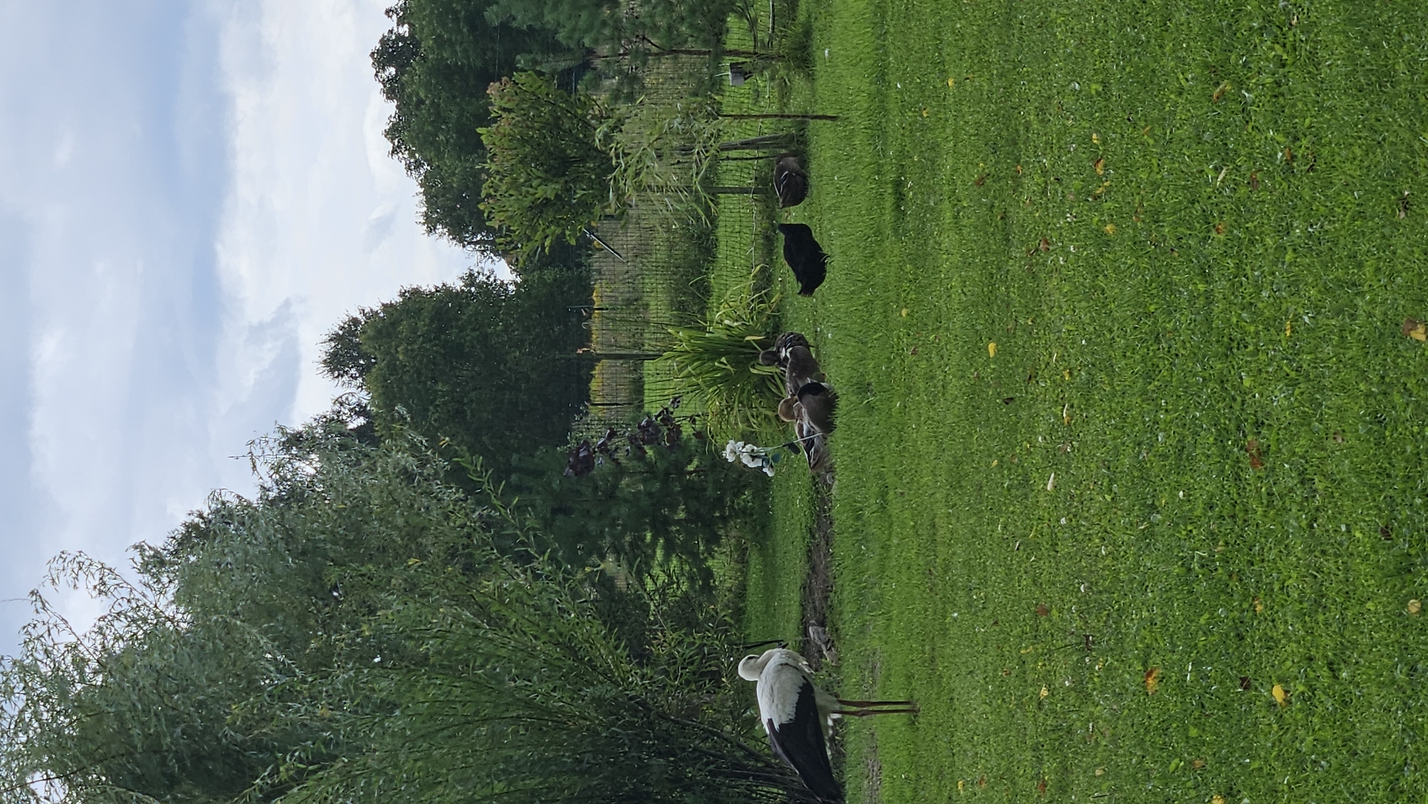 The image depicts a rural backyard scene in Kākciems, Latvia. In the foreground, a large white stork with black wingtips stands on its long, thin legs in a lush green lawn. Scattered across the lawn are a few fallen yellow and brown leaves. Behind the stork, a group of ducks are gathered on the grass. One black hen stands out amongst the ducks. In the background, a dense collection of trees forms a natural barrier, with a wooden fence visible beyond them. The sky above is overcast with dramatic clouds. The overall impression is one of a peaceful, pastoral setting.